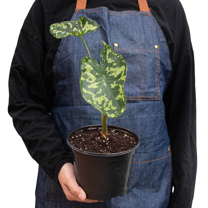 Caladium Hilo Beauty