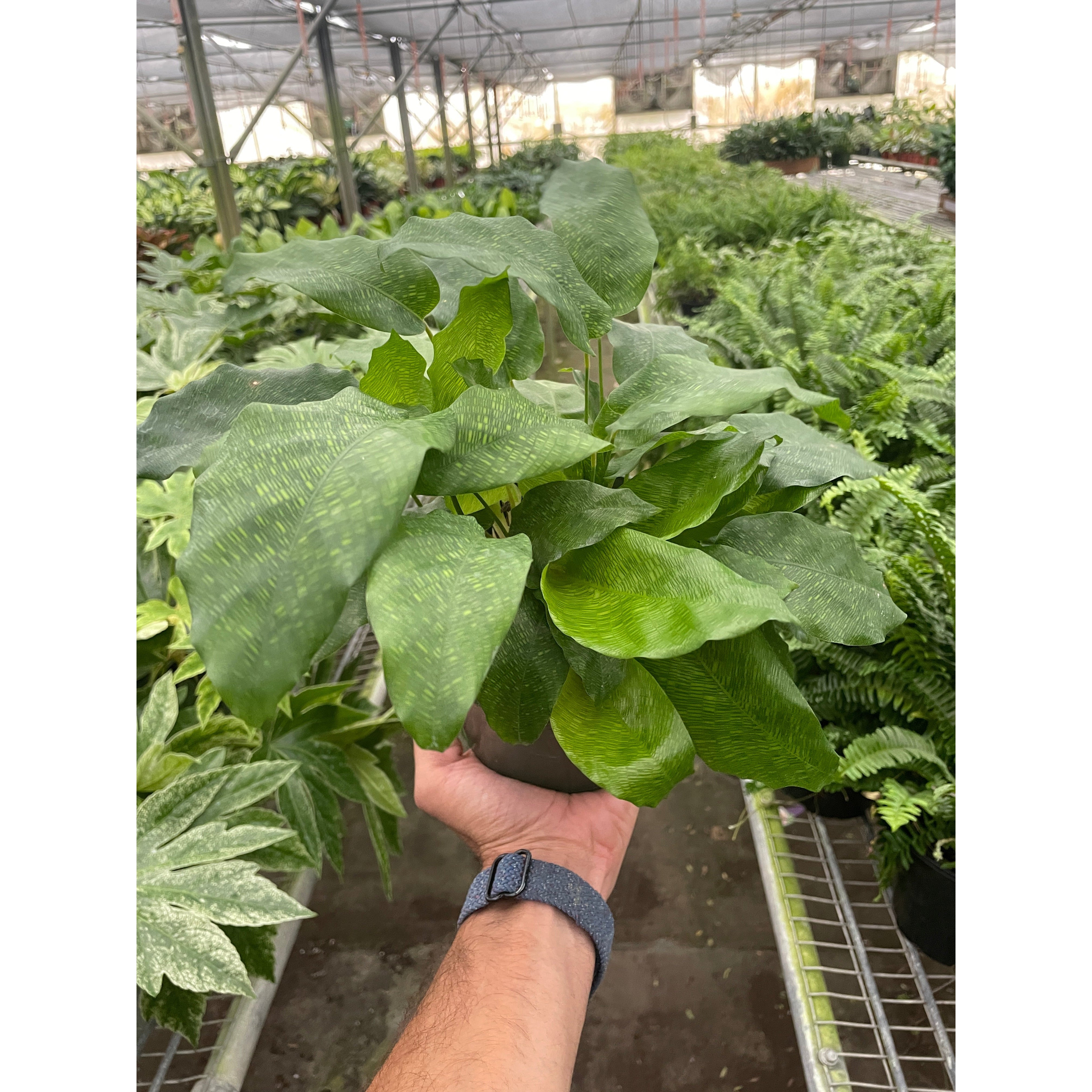 Calathea Musaica 'Goeppertia Kegeljanii'