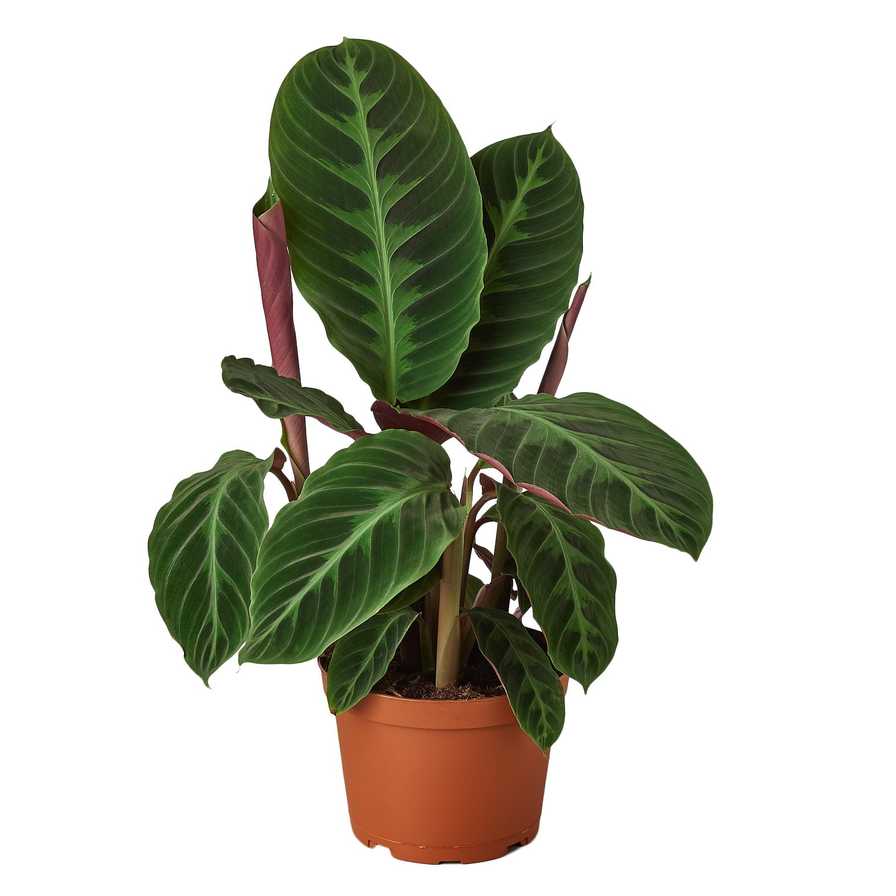Calathea Warscewiczii “Jungle Velvet”