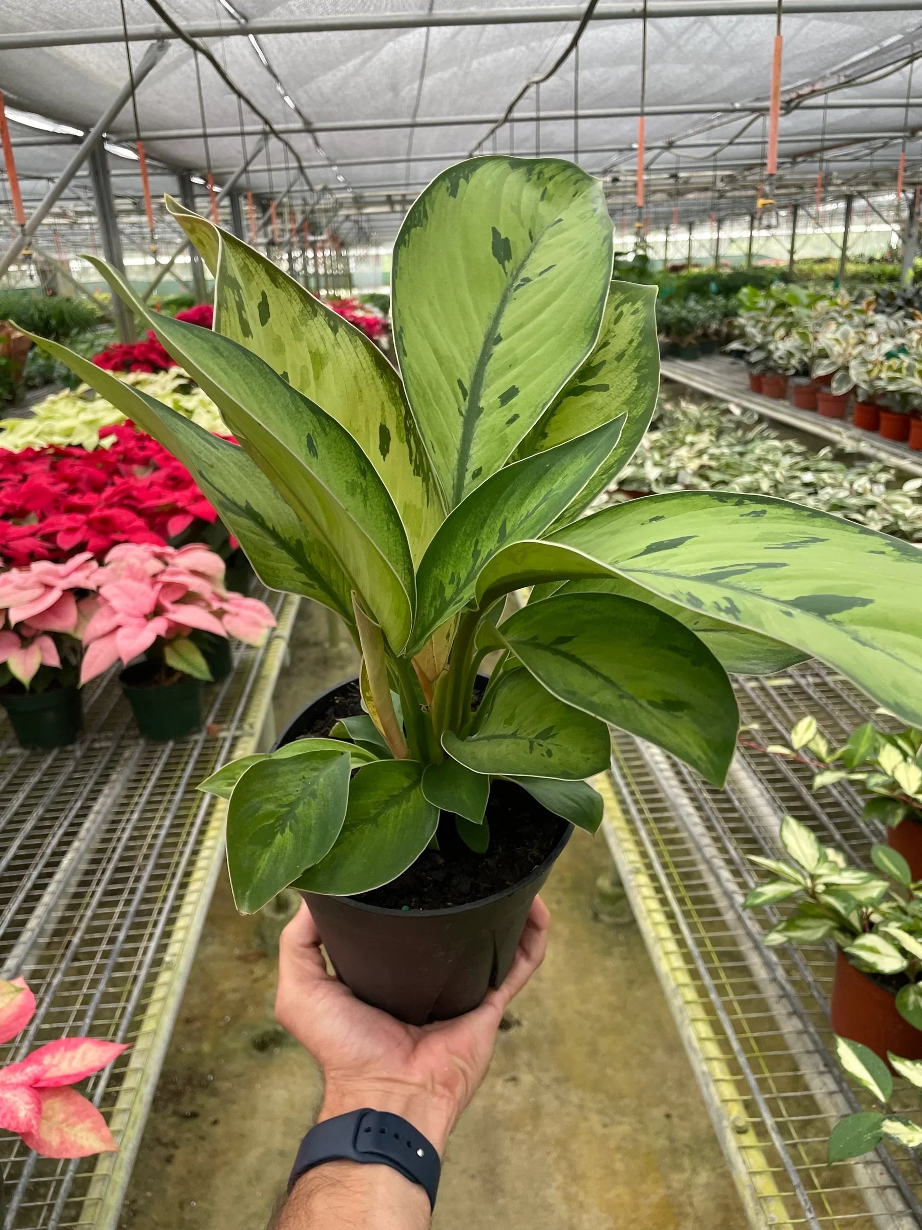 Homalomena Selby Hybrid