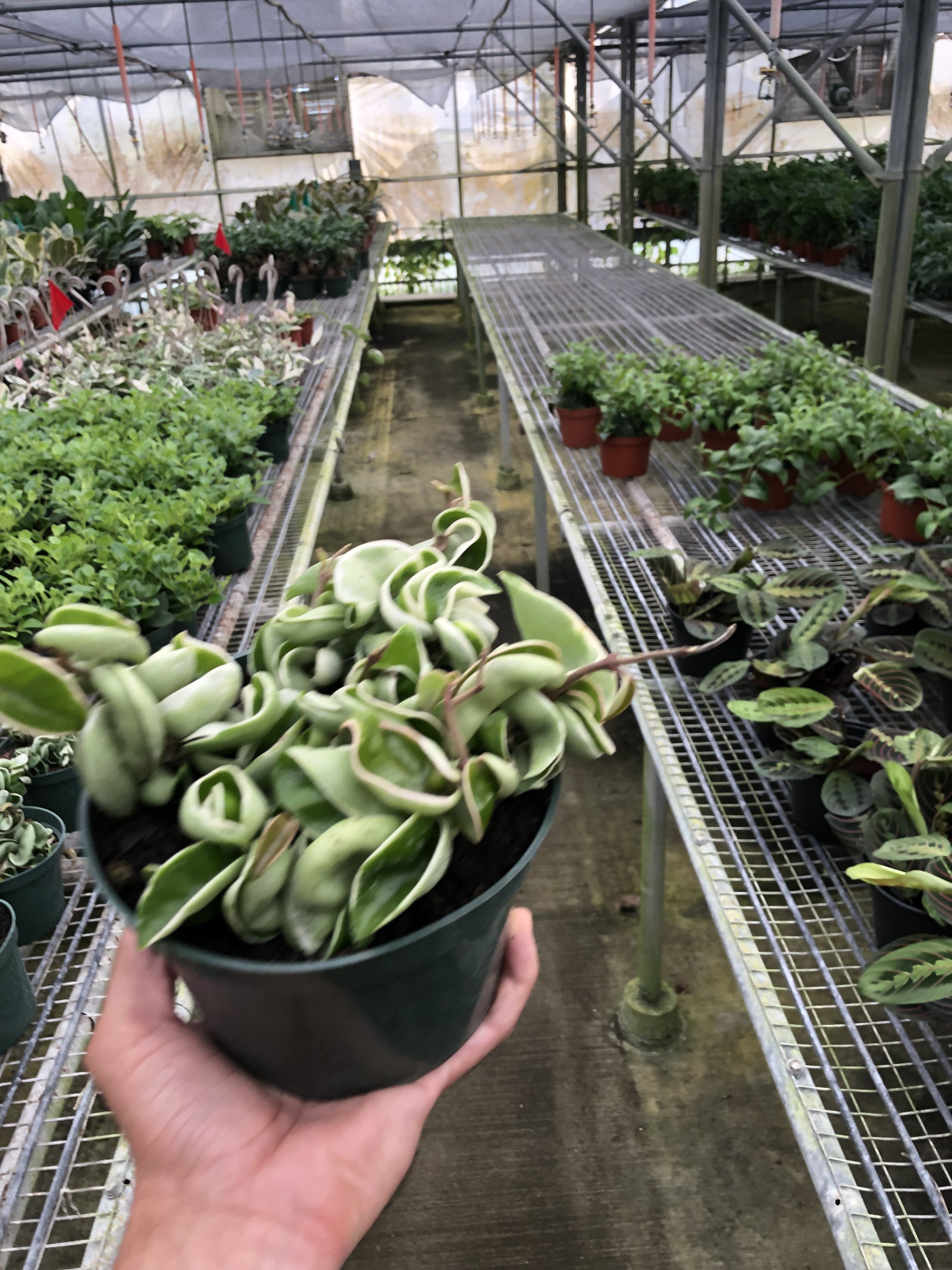 Variegated Hoya Hindu Rope