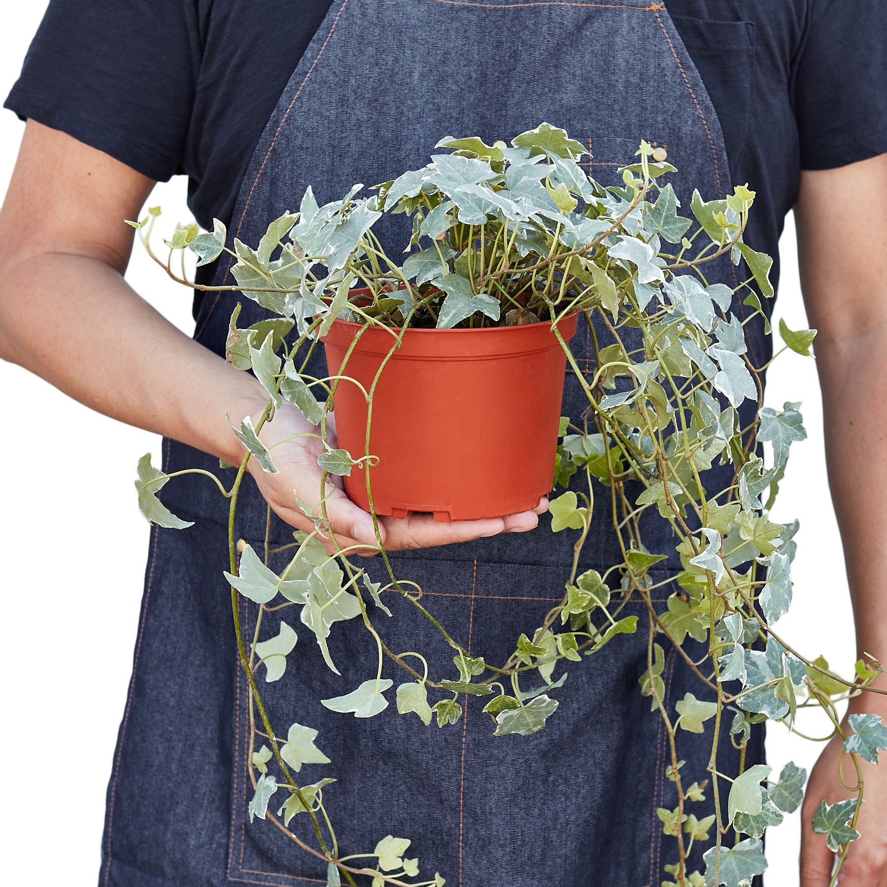Algeriensis English Ivy Hedera Glacier Variegata
