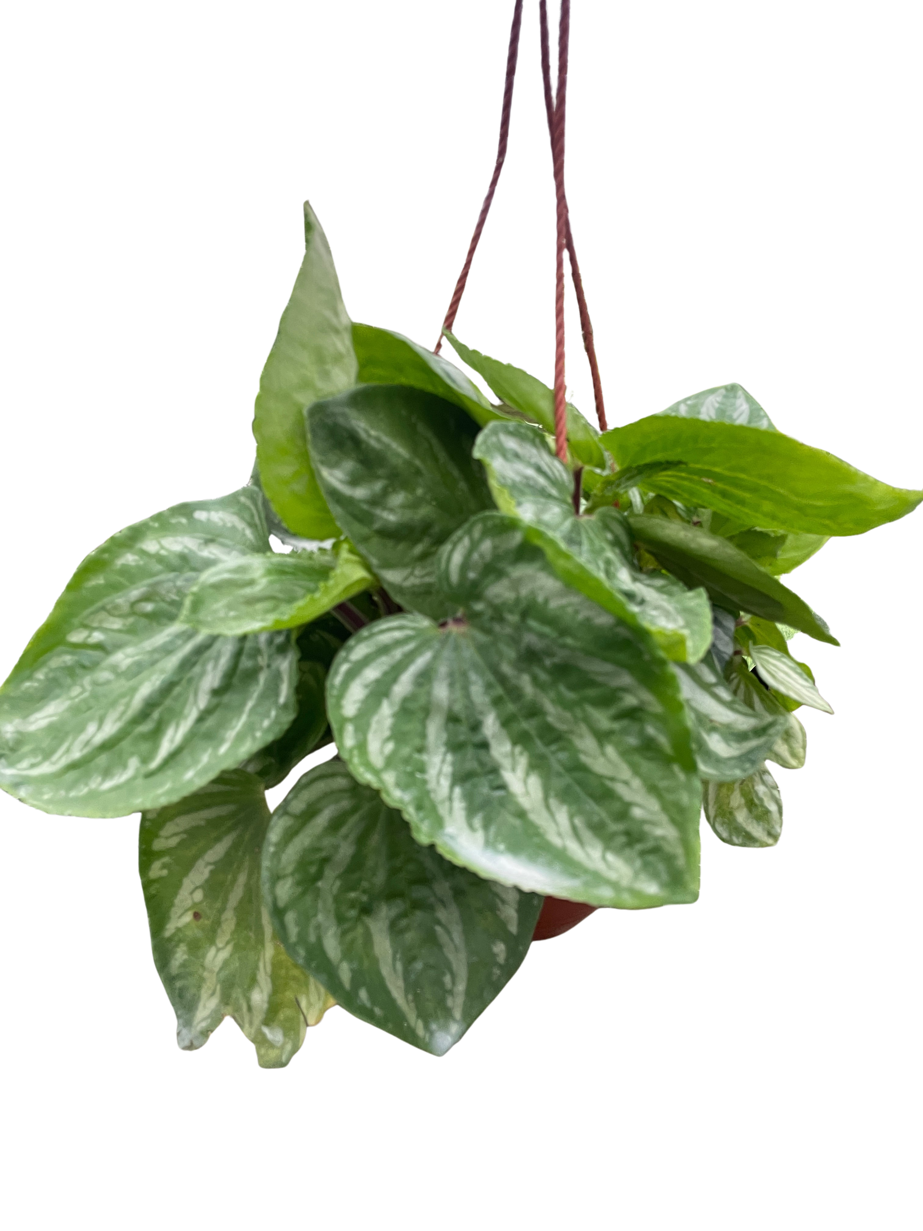 Peperomia Sp. Ecuador