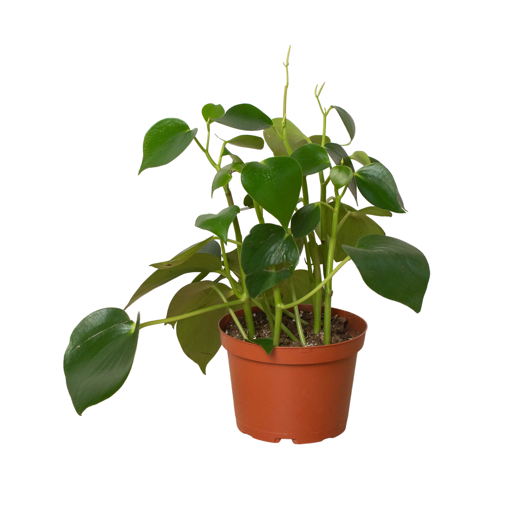Peperomia Polybotrya Raindrop