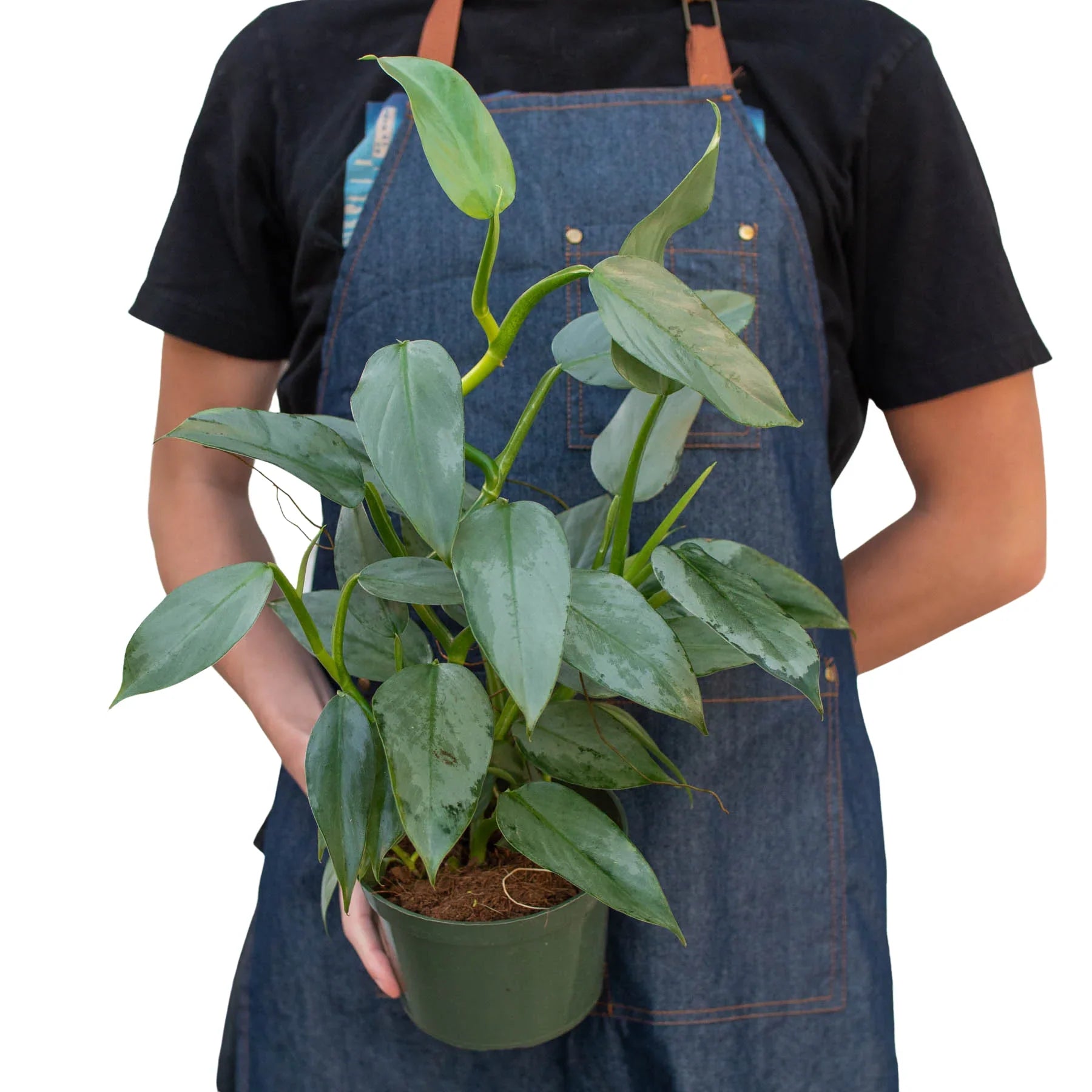 Philodendron Silver Sword 'Philodendron Hastatum'