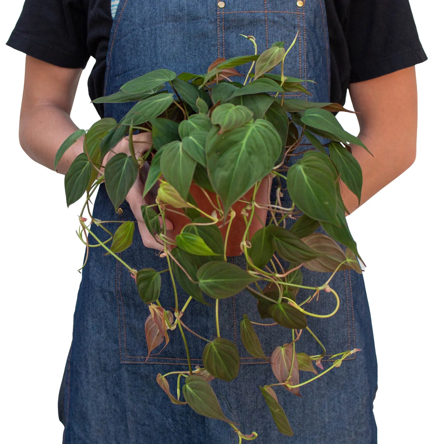 Philodendron Micans Velvet