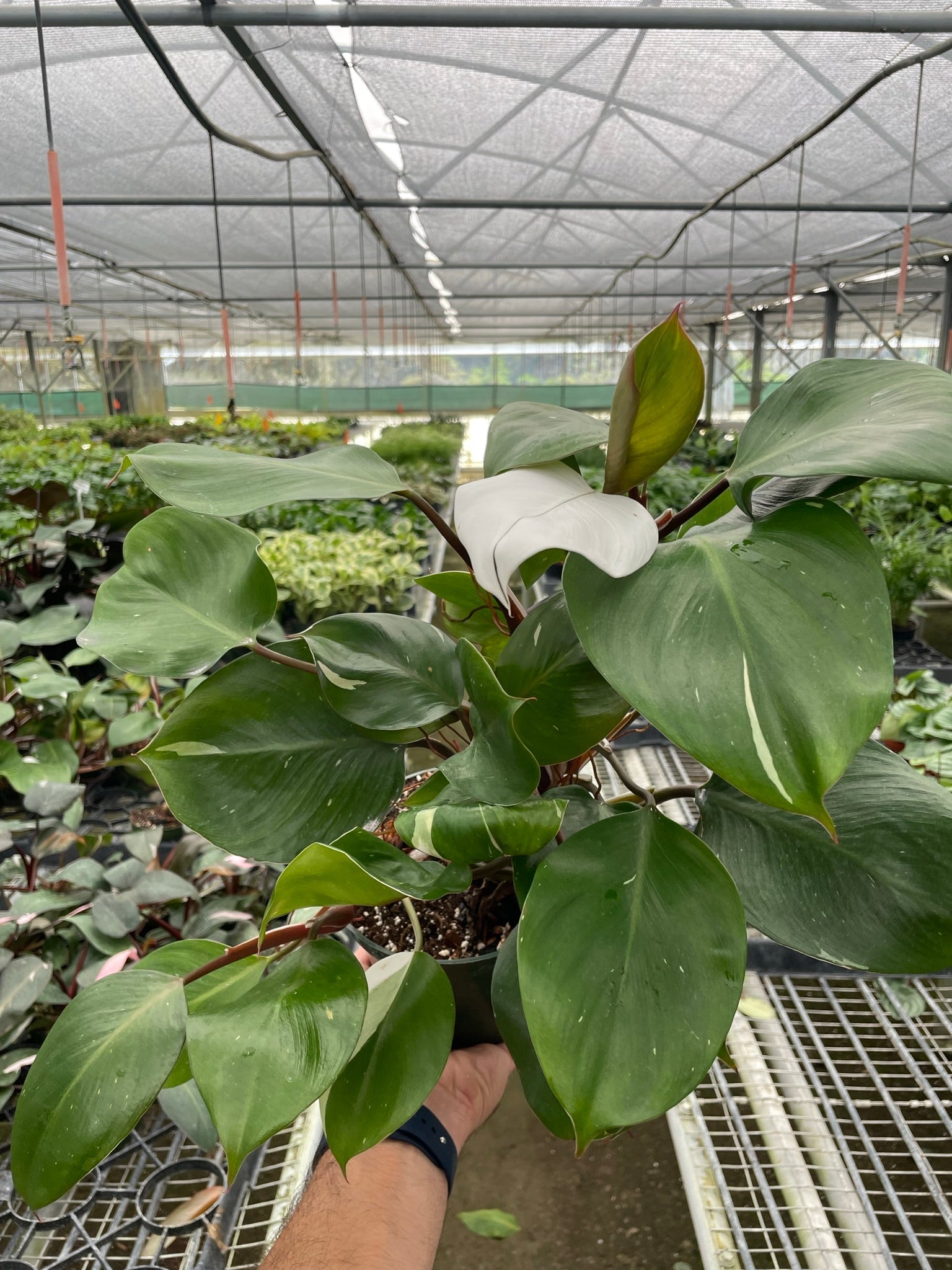 Philodendron White Knight Variegata