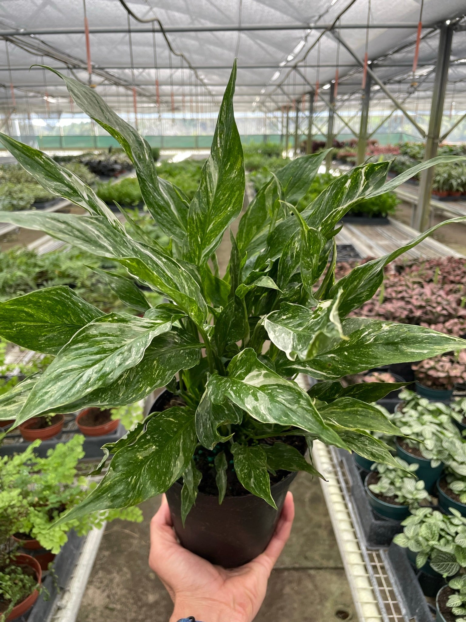 Spathiphyllum Domino Peace Lily Variegata