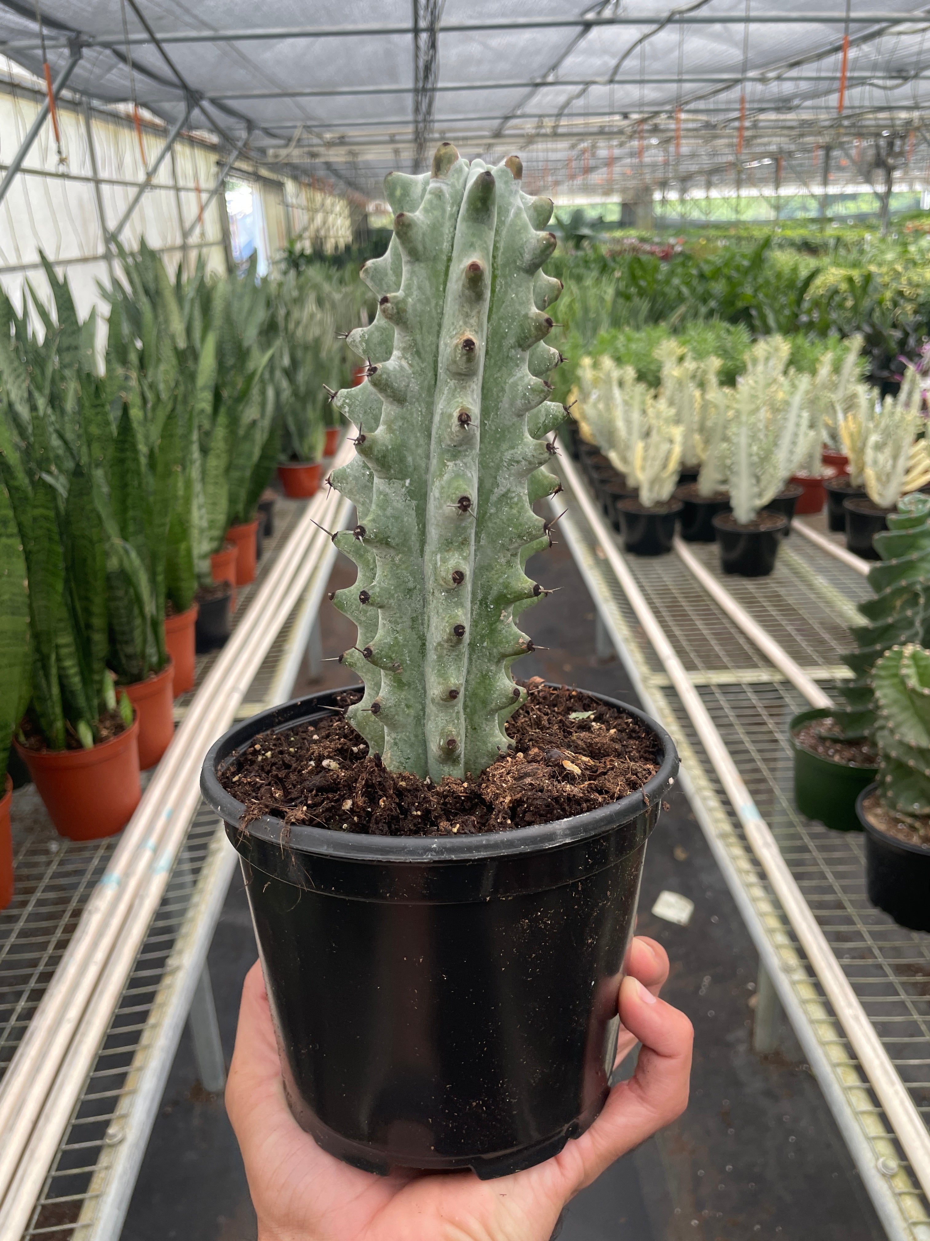 White Ghost Boobie Cactus