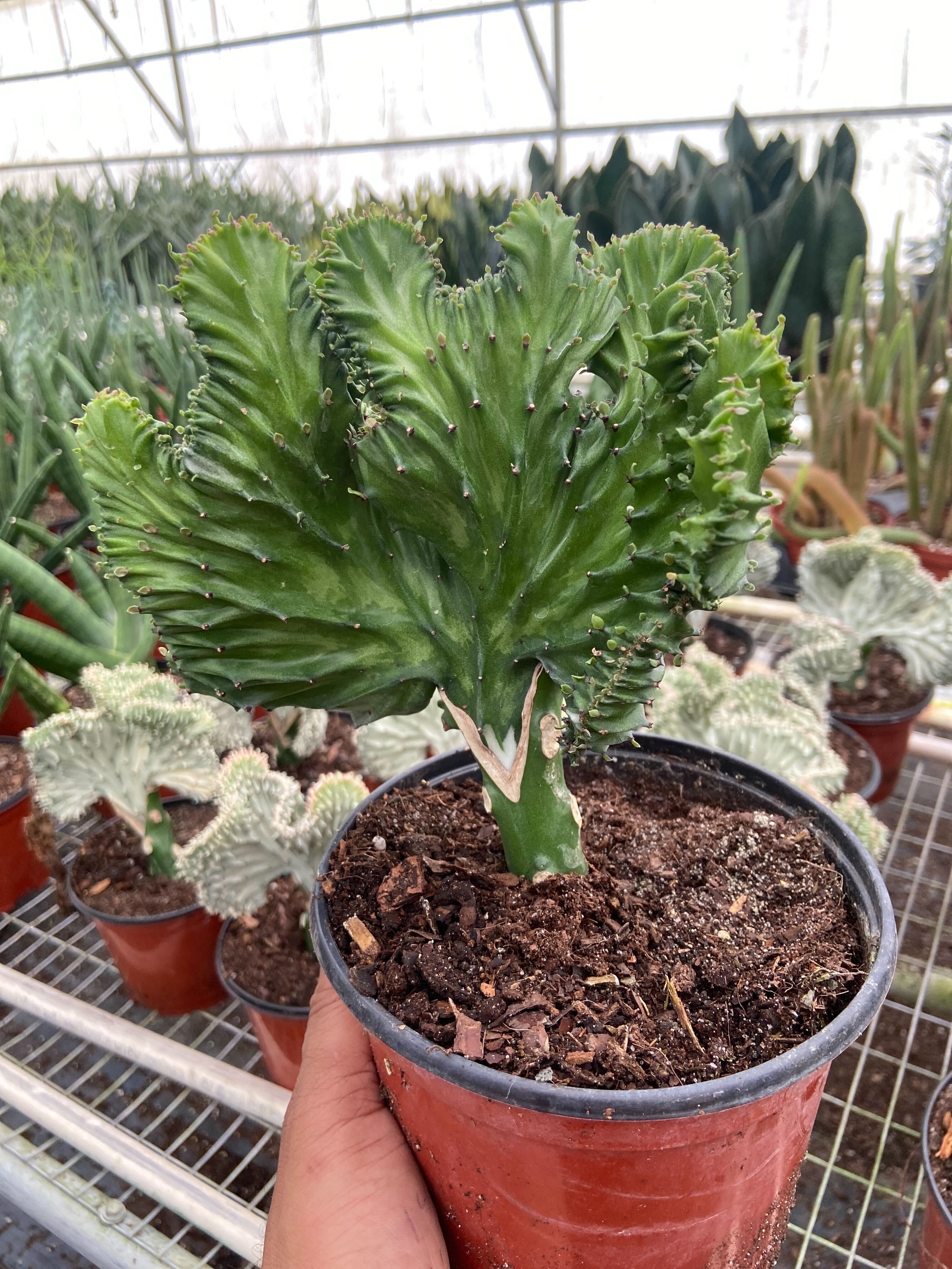 Mermaid Coral 'Cristata' Euphorbia Lactea Succulent