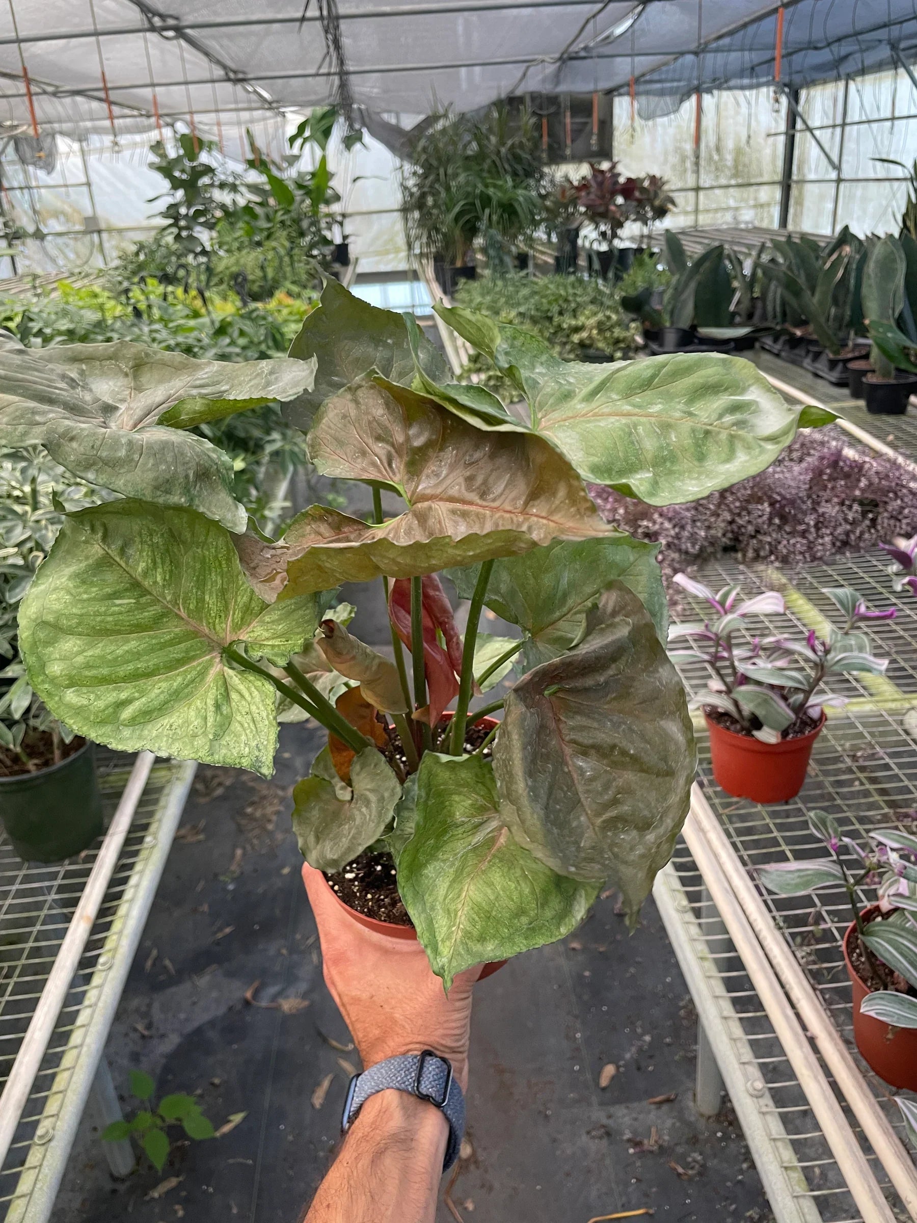 Syngonium Merry Dark Allusion
