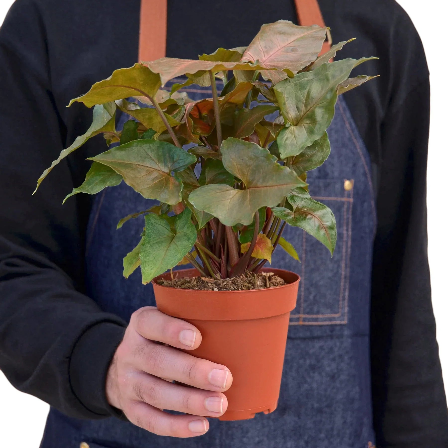 Syngonium Merry Dark Allusion