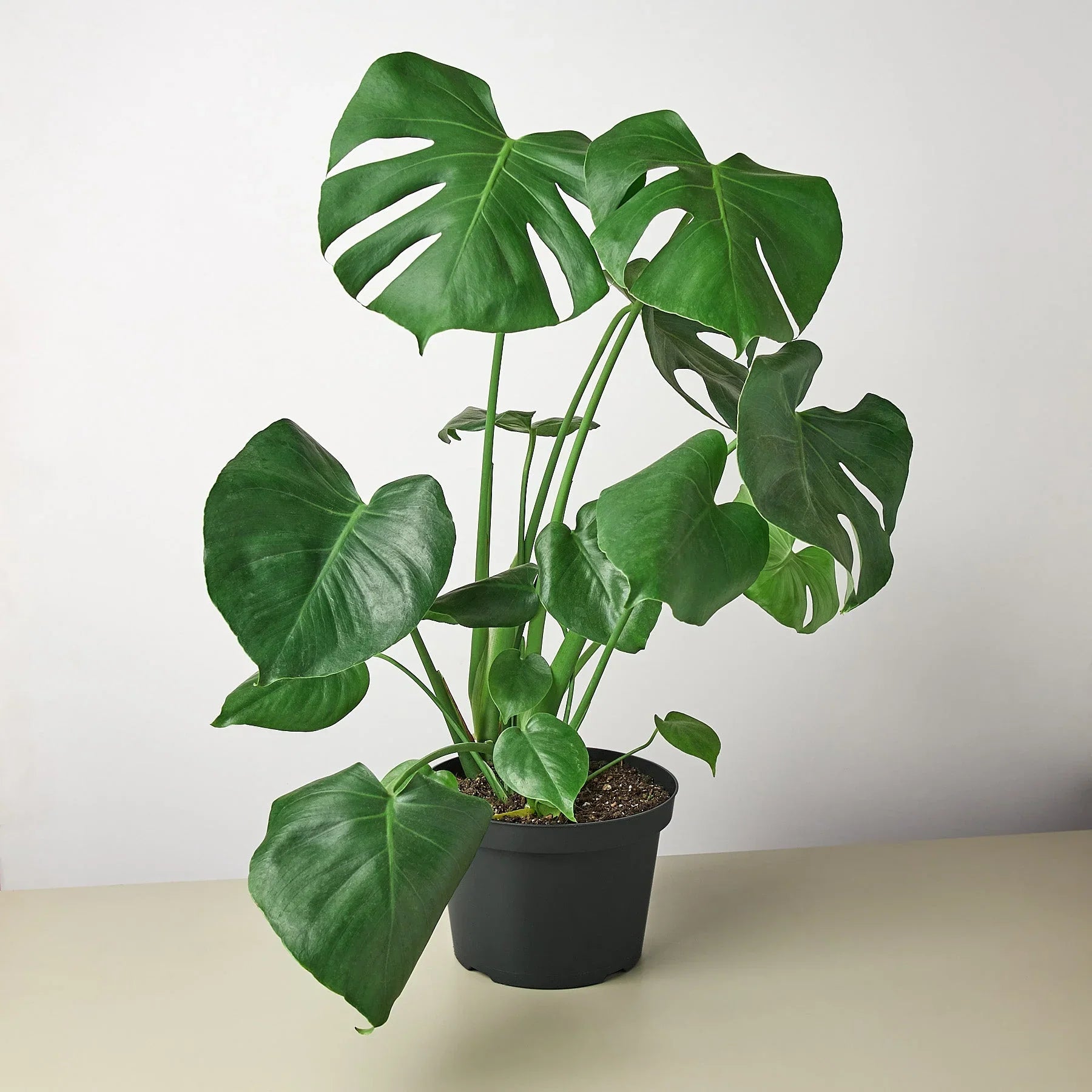 Monstera Split-Leaf Deliciosa