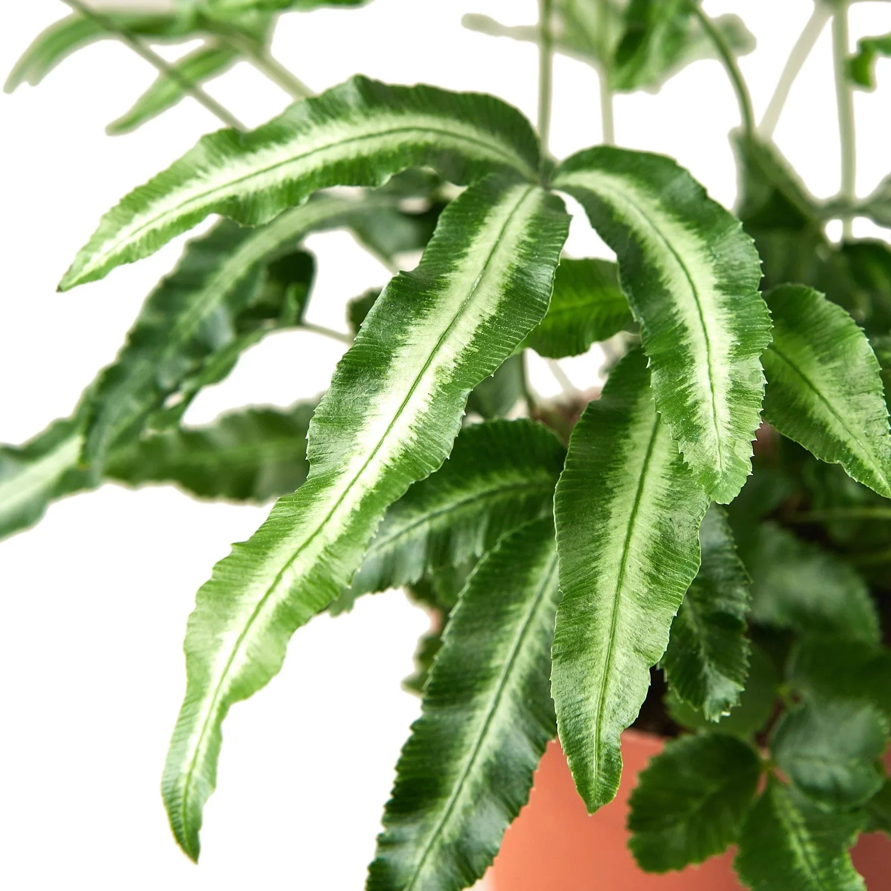 Pteris Cretica Albo Silver Ribbon Fern