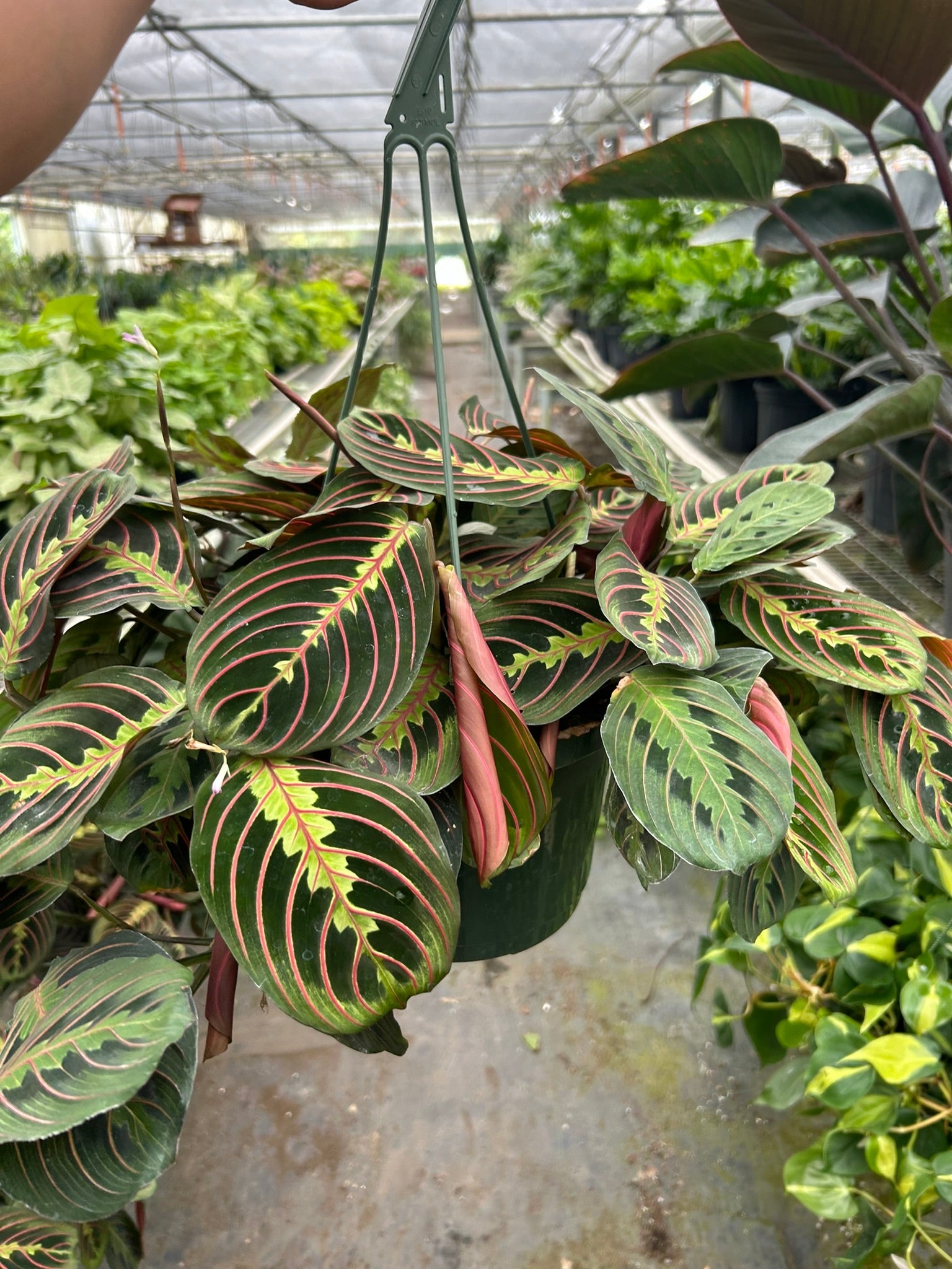 Red Maranta Prayer Plant