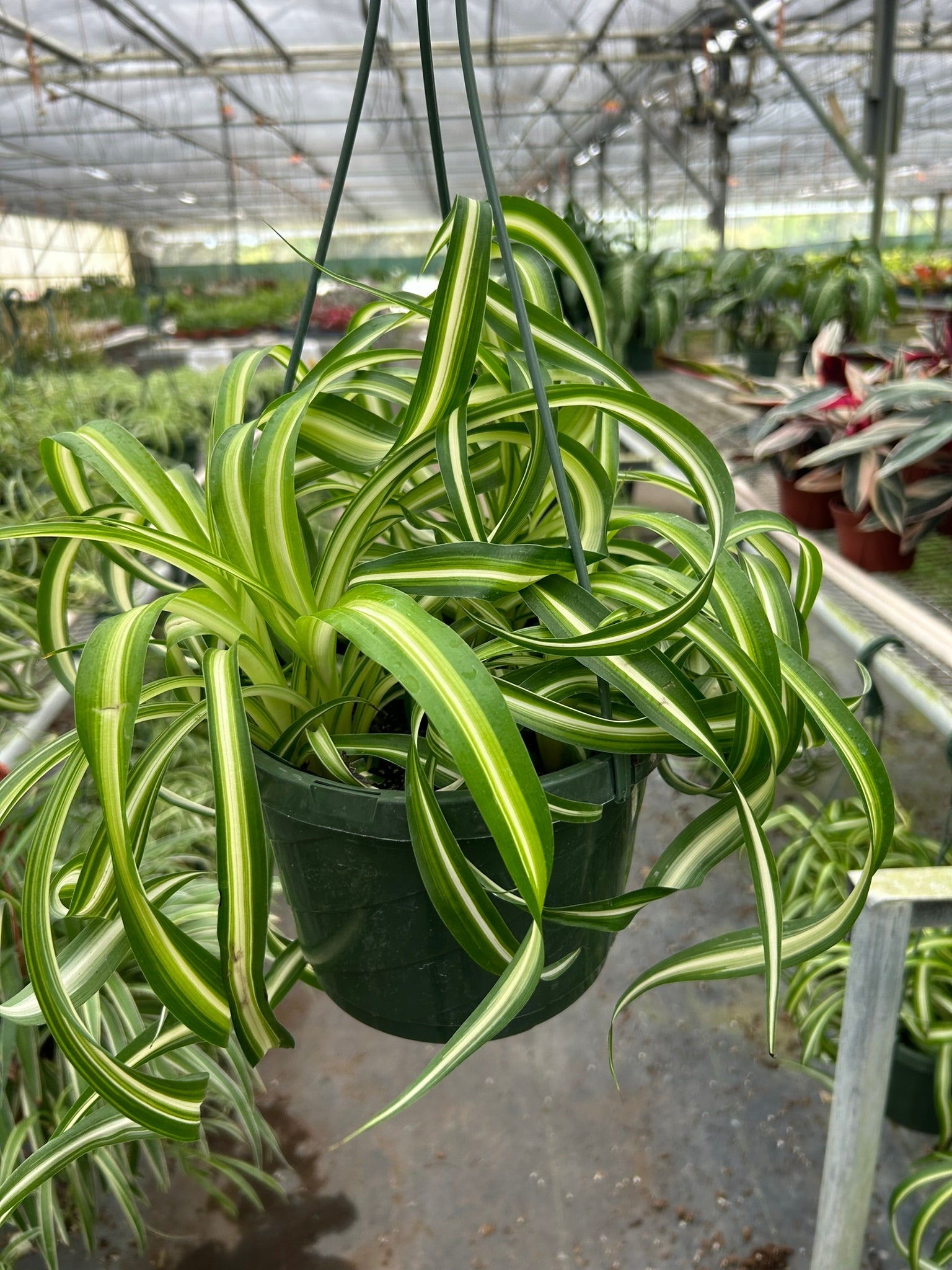 Chlorophytum Comosum Spider Plant 'Bonnie'