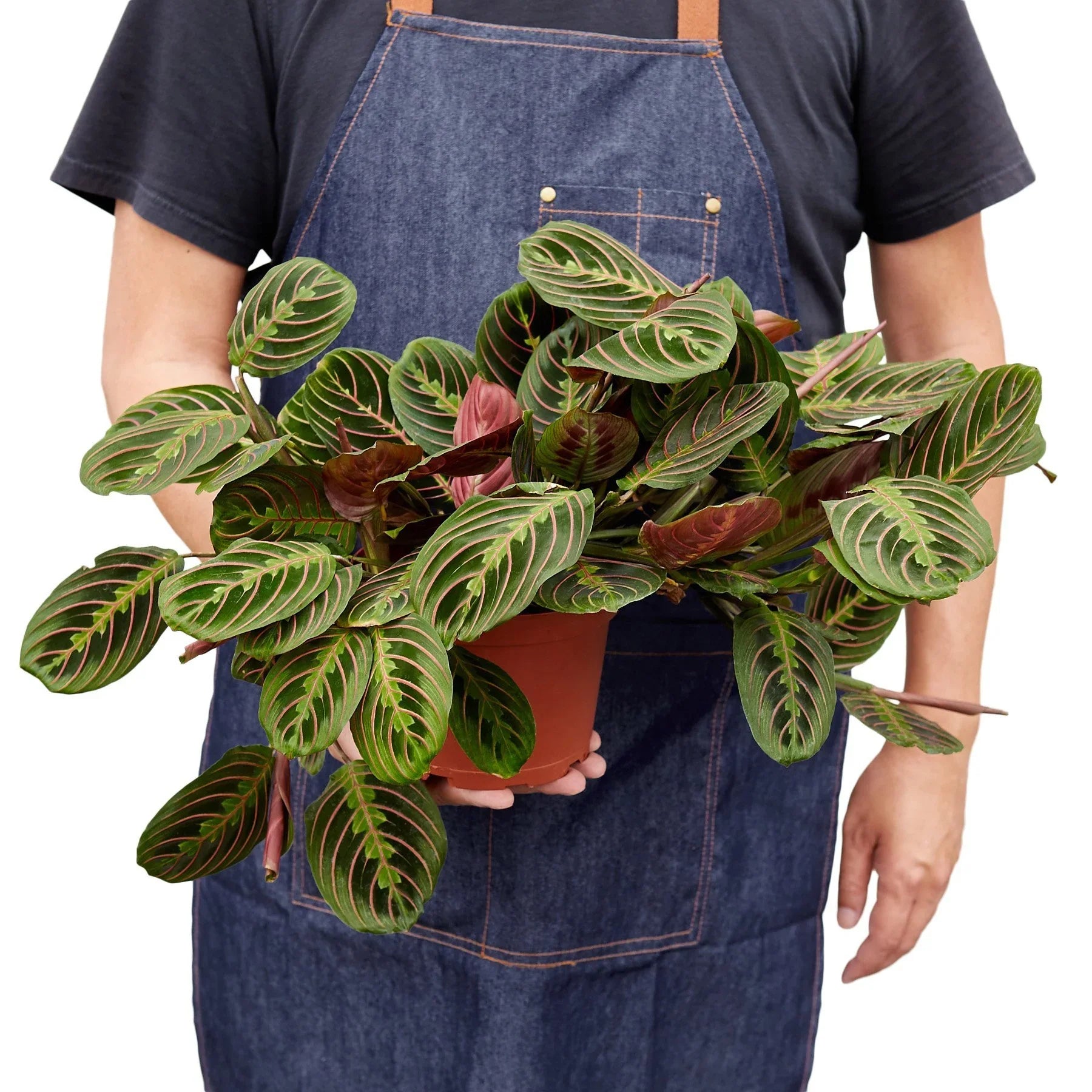Red Maranta Prayer Plant