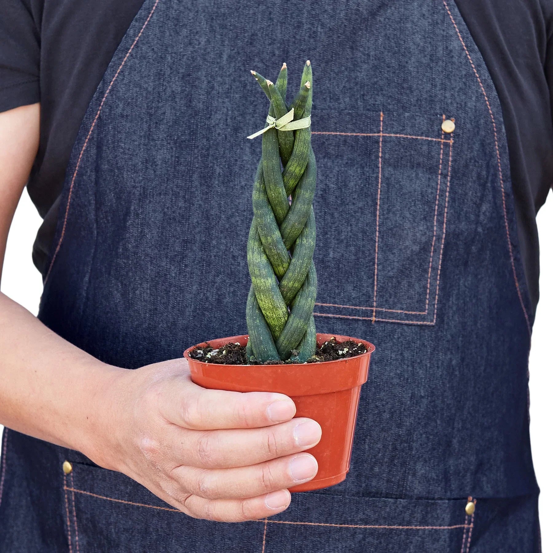 Sansevieria Trifasciata Braided Snake Plant