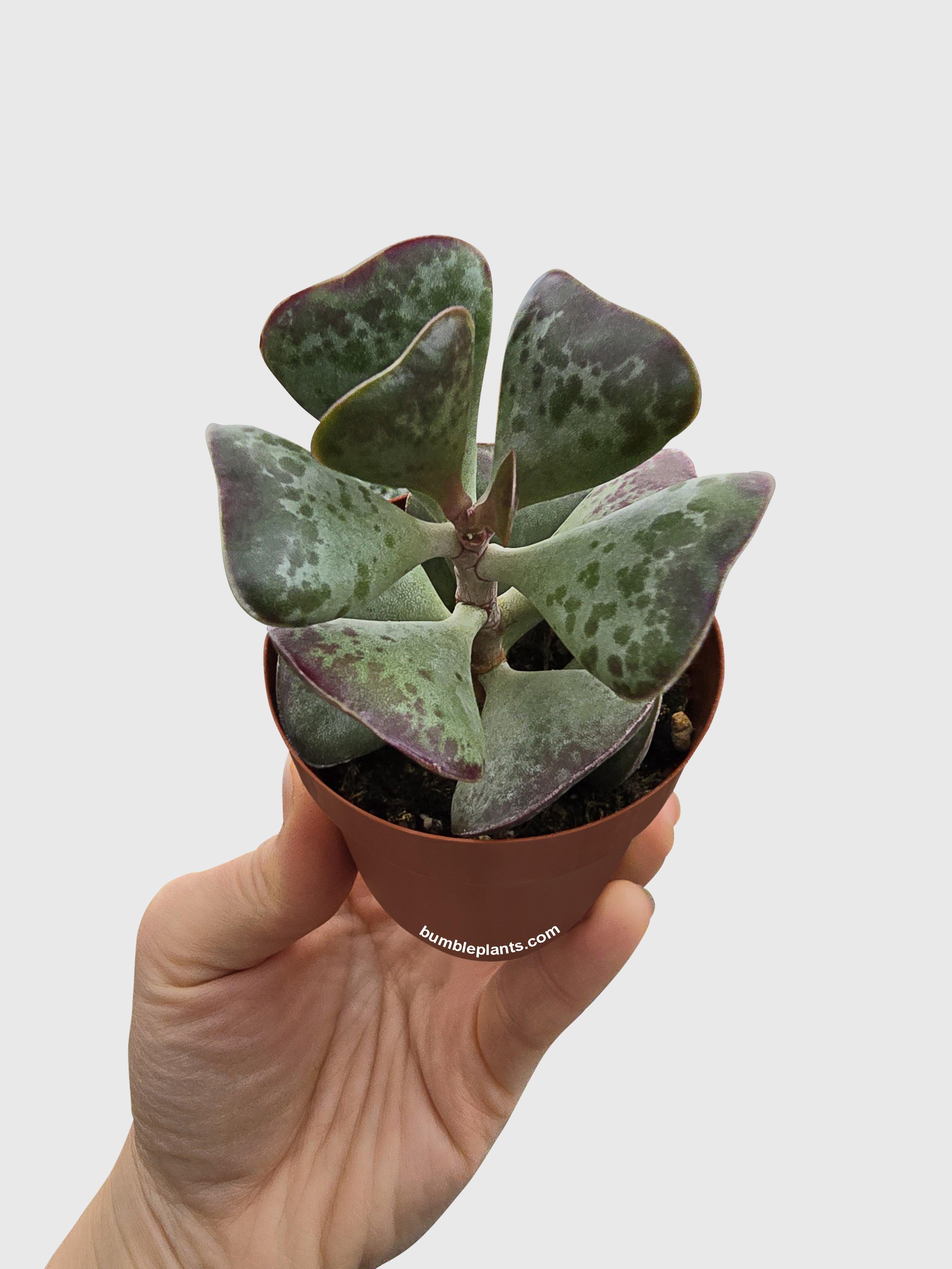 Calico Hearts Succulent - Bumble Plants