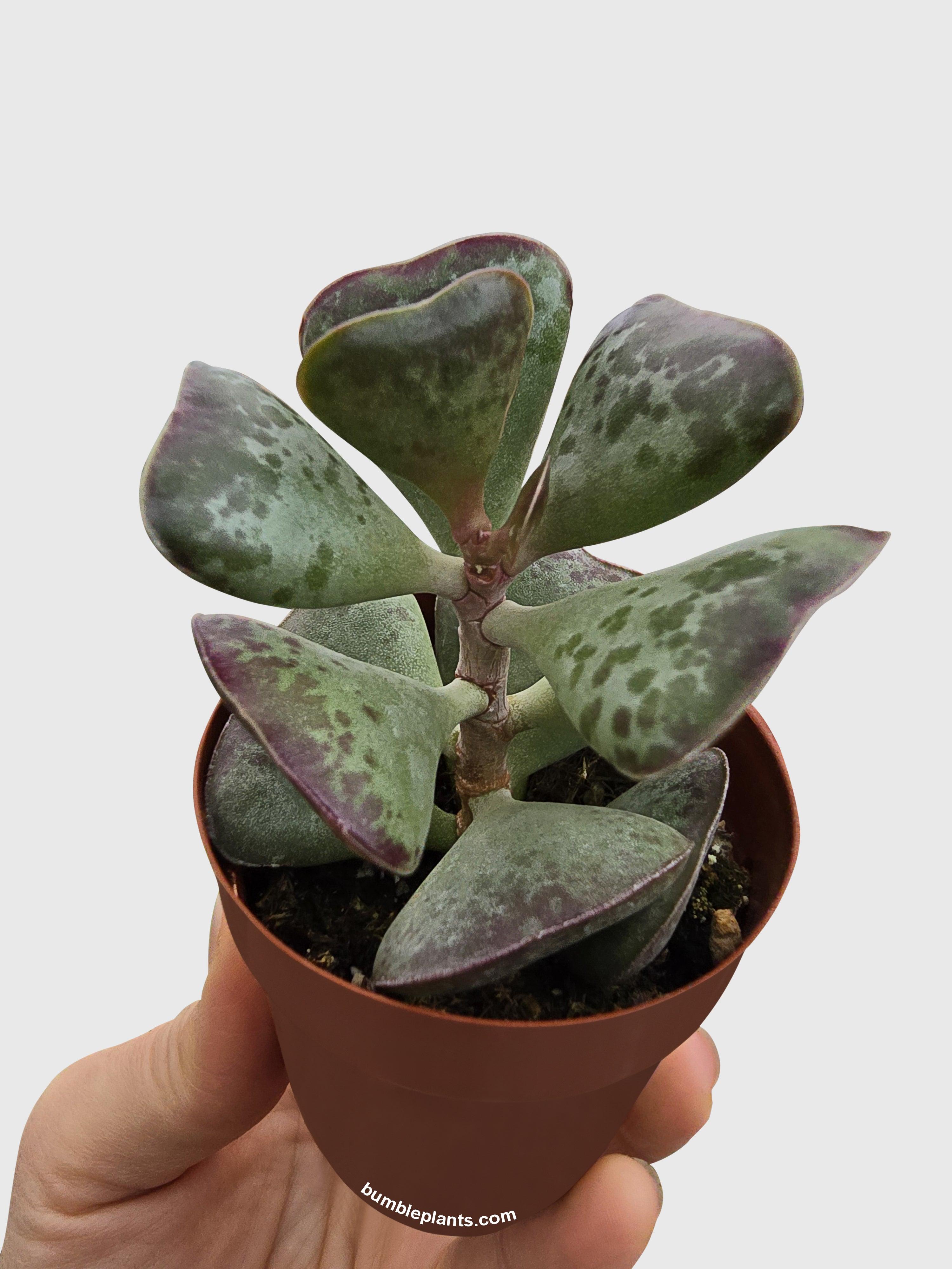 Calico Hearts Succulent - Bumble Plants