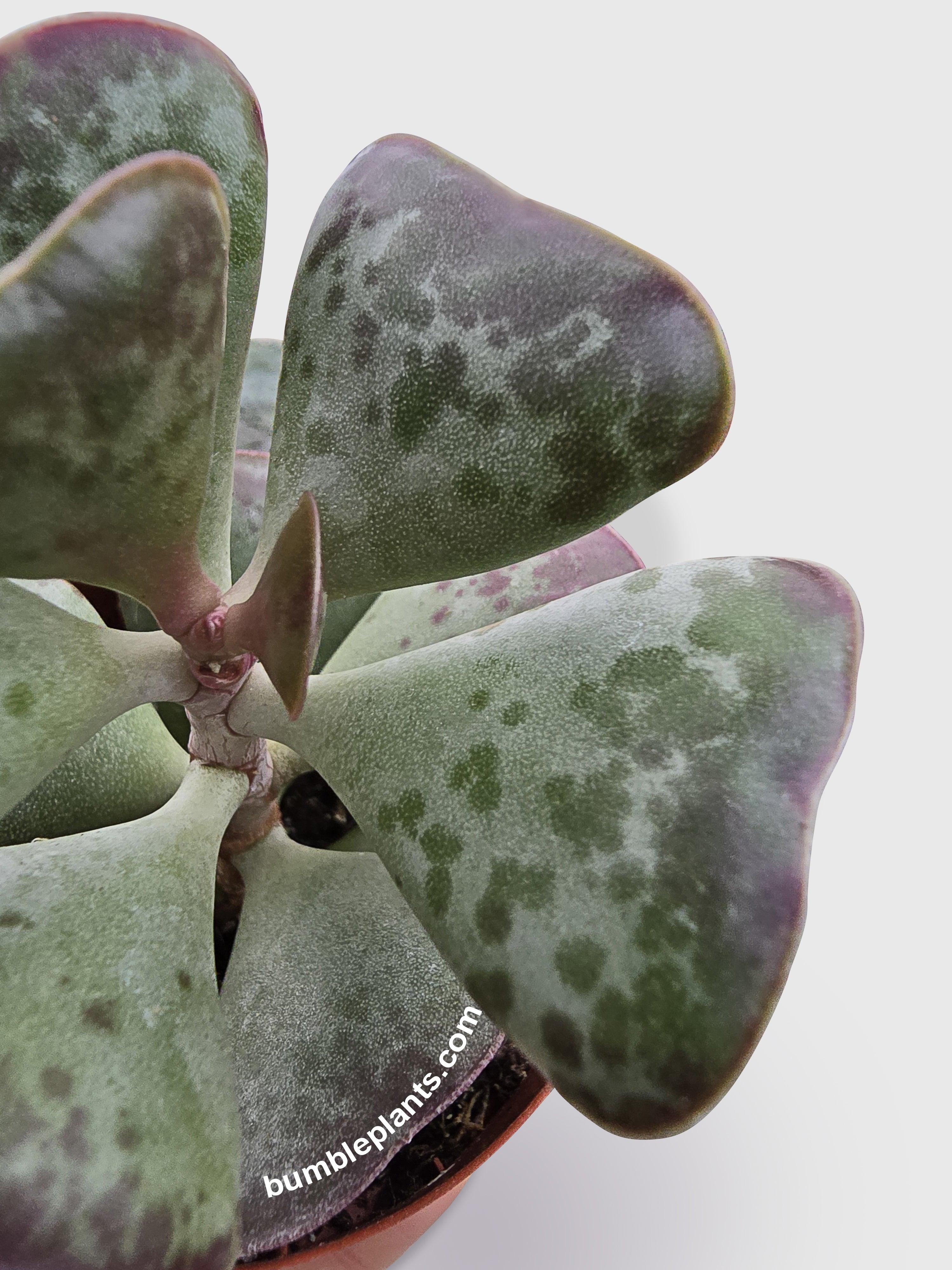 Calico Hearts Succulent - Bumble Plants