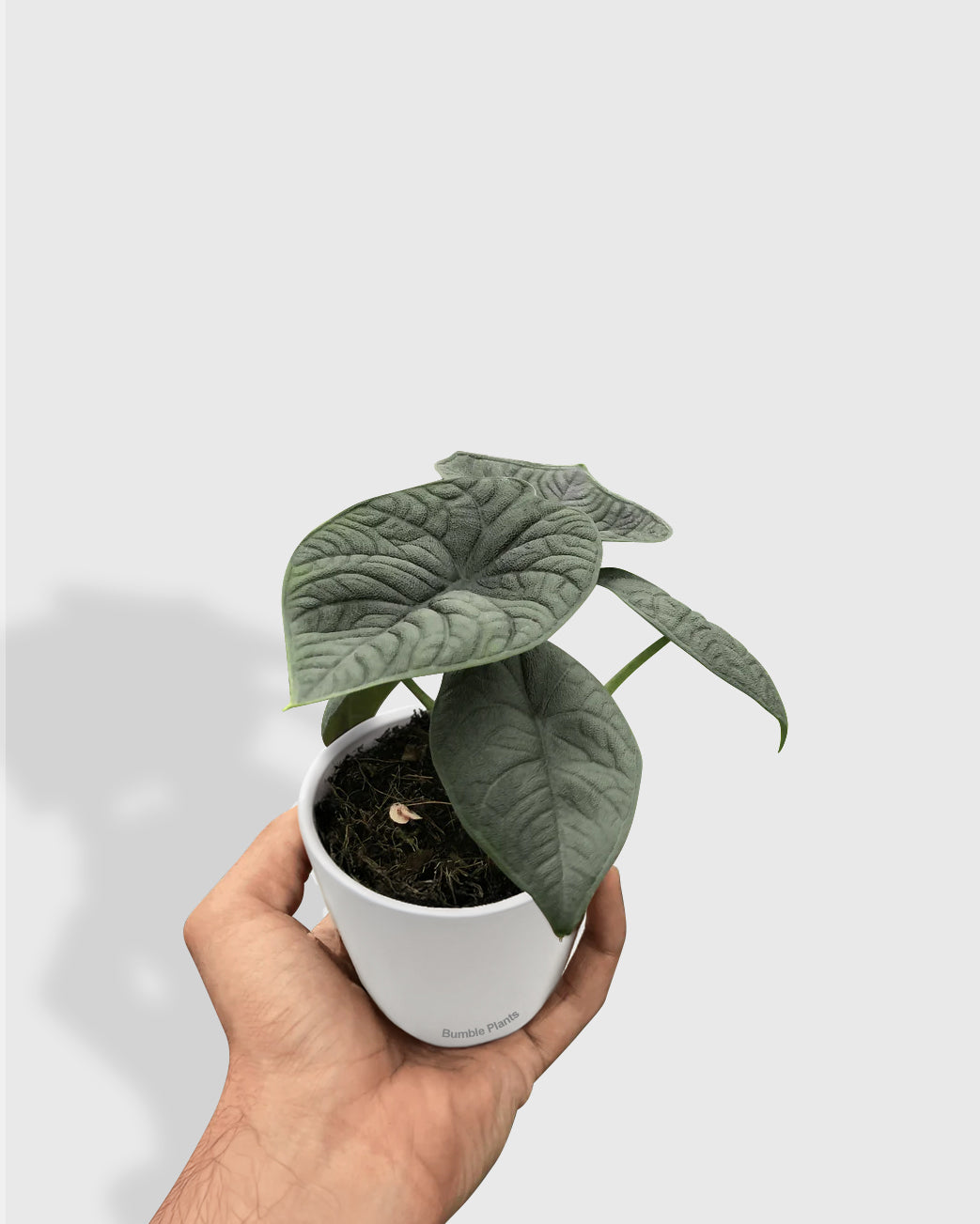 Alocasia Rugosa 'Melo'