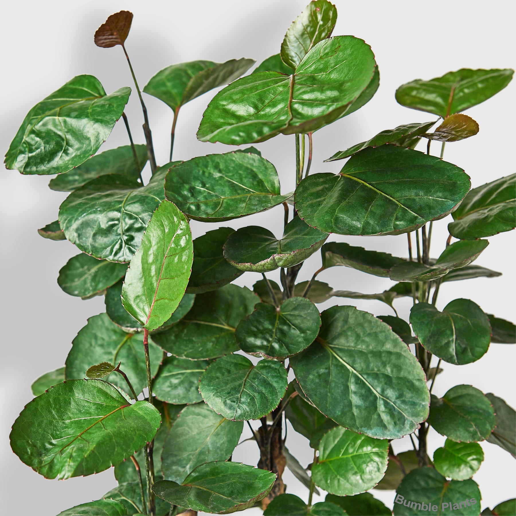 Aralia Fabian Stump 'Polyscias Scutellaria'