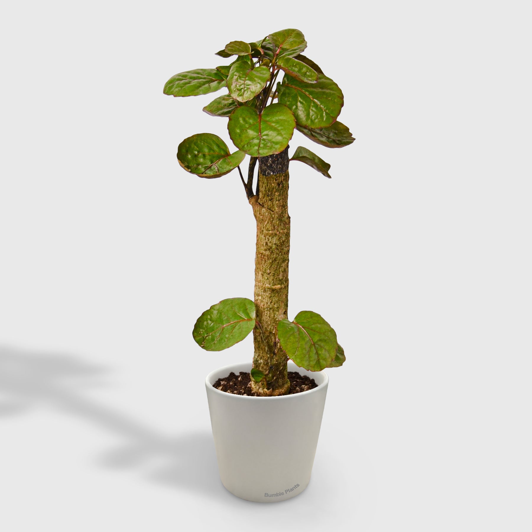 Aralia Fabian Stump 'Polyscias Scutellaria'