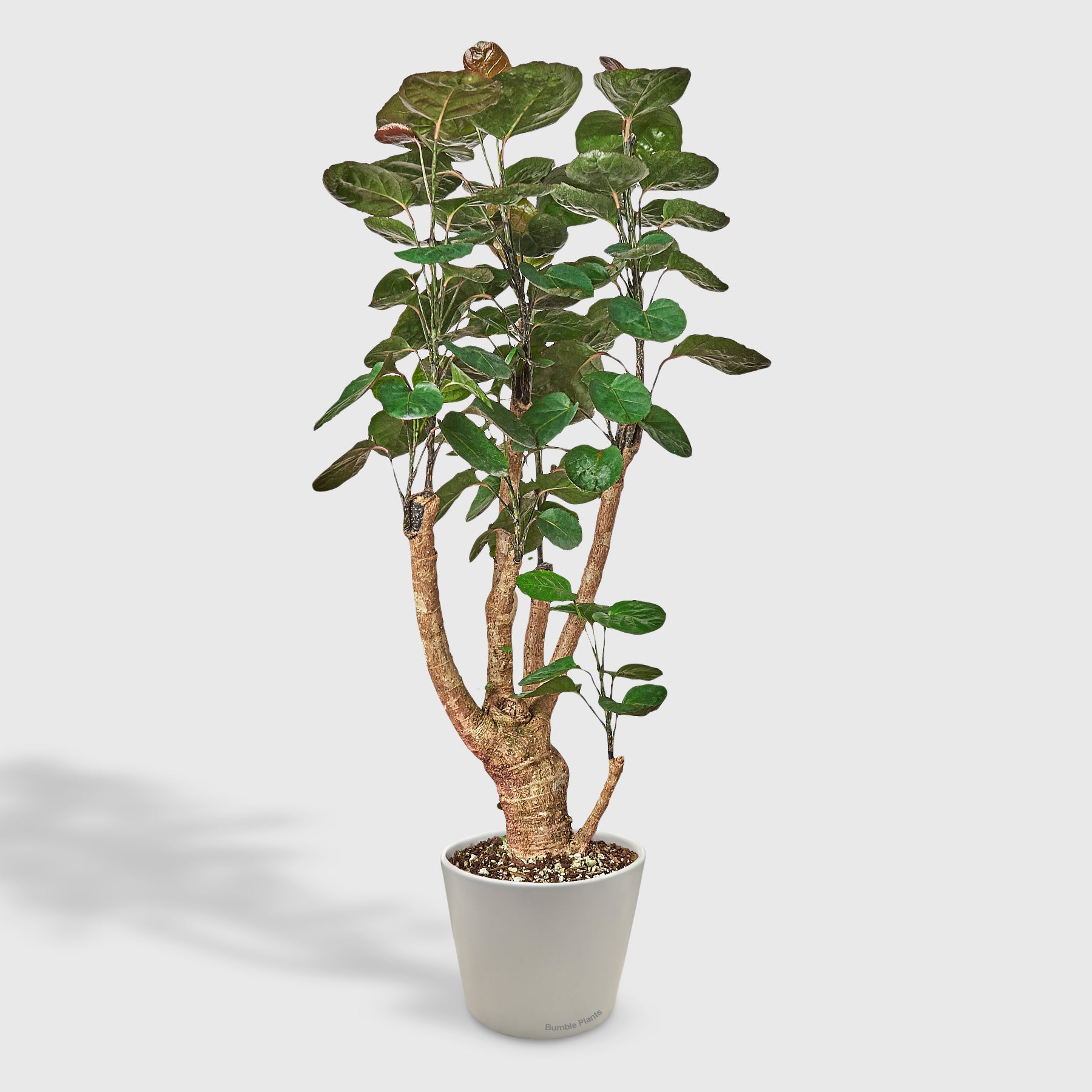 Aralia Fabian Stump 'Polyscias Scutellaria'