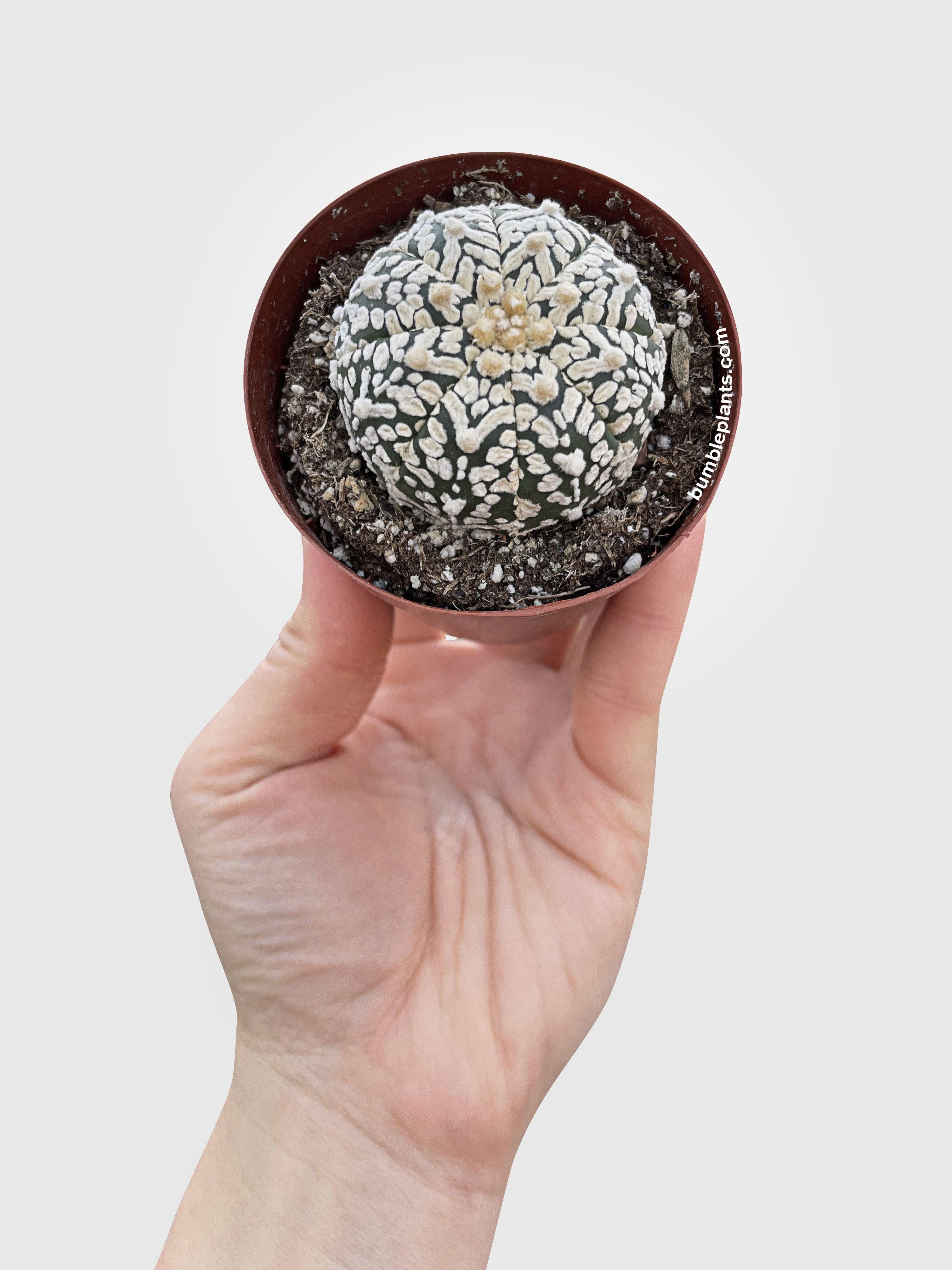 Astrophytum Asterias Sand Dollar Cactus - Bumble Plants