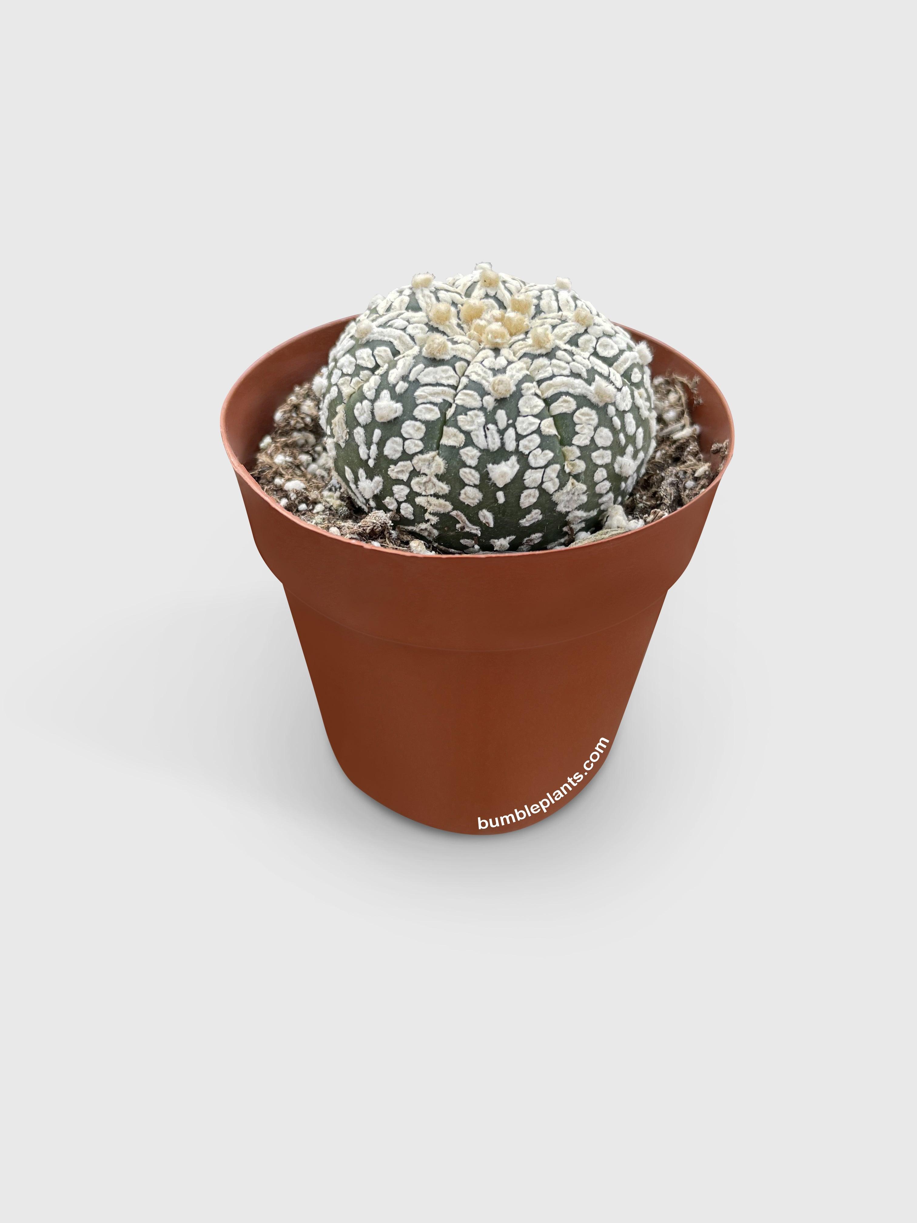 Astrophytum Asterias Sand Dollar Cactus - Bumble Plants