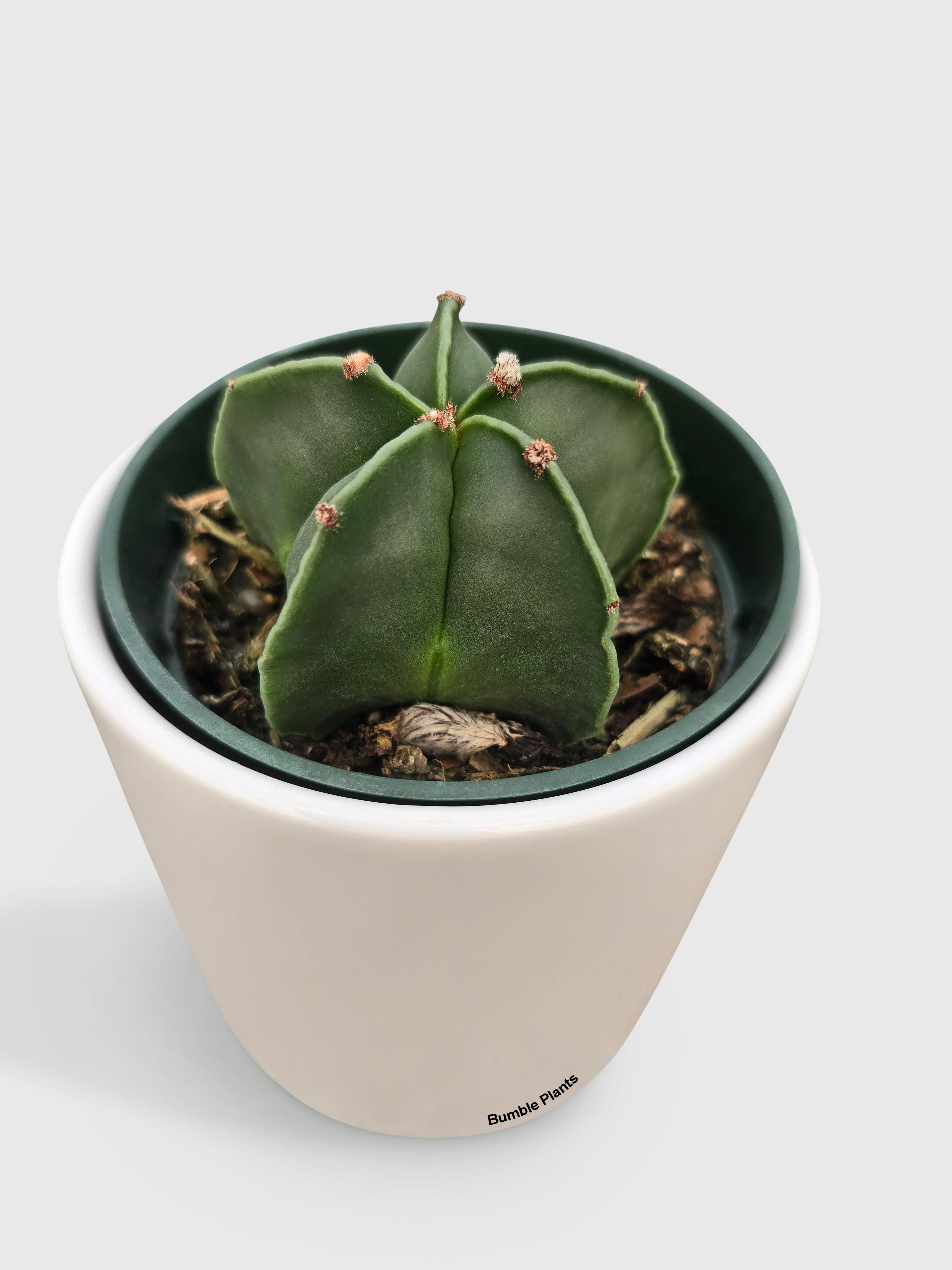 Bishop Star Cap Cactus 'Astrophytum Myriostigma' - Bumble Plants