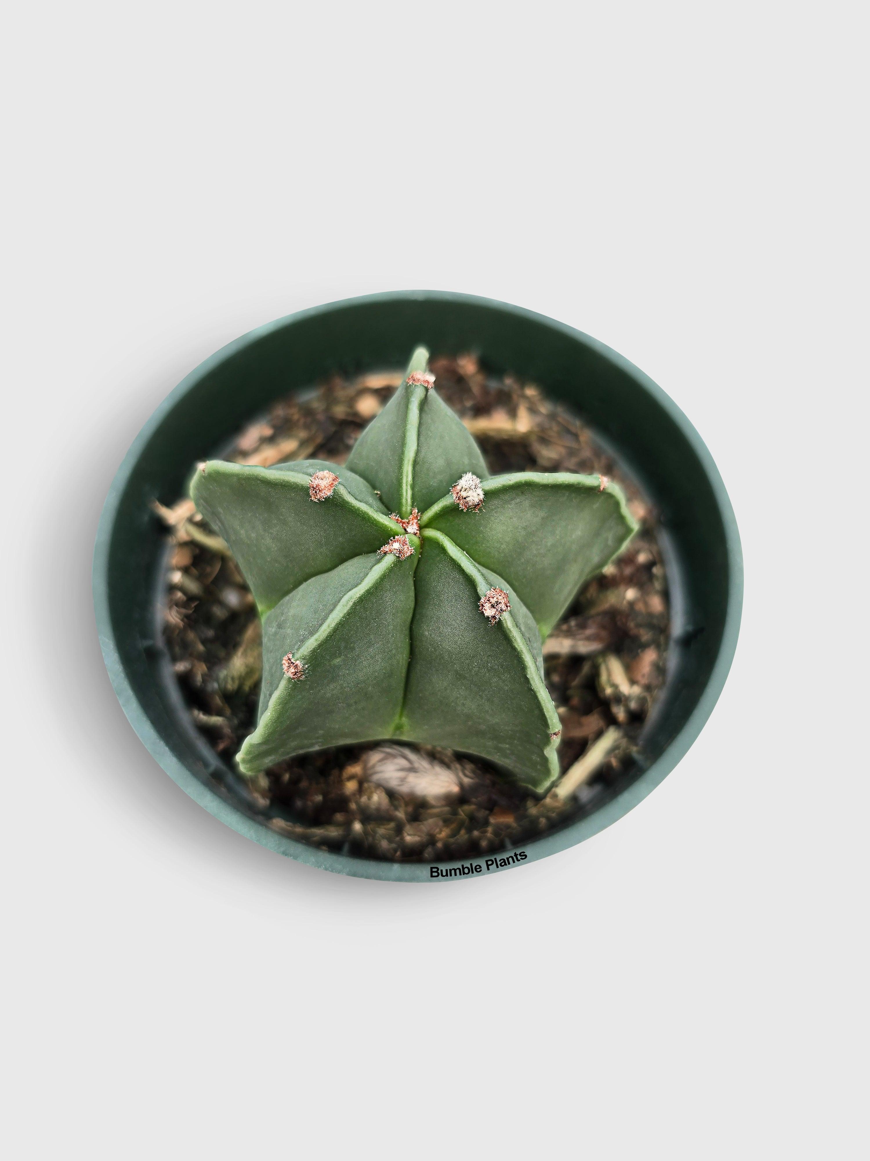 Bishop Star Cap Cactus 'Astrophytum Myriostigma' - Bumble Plants