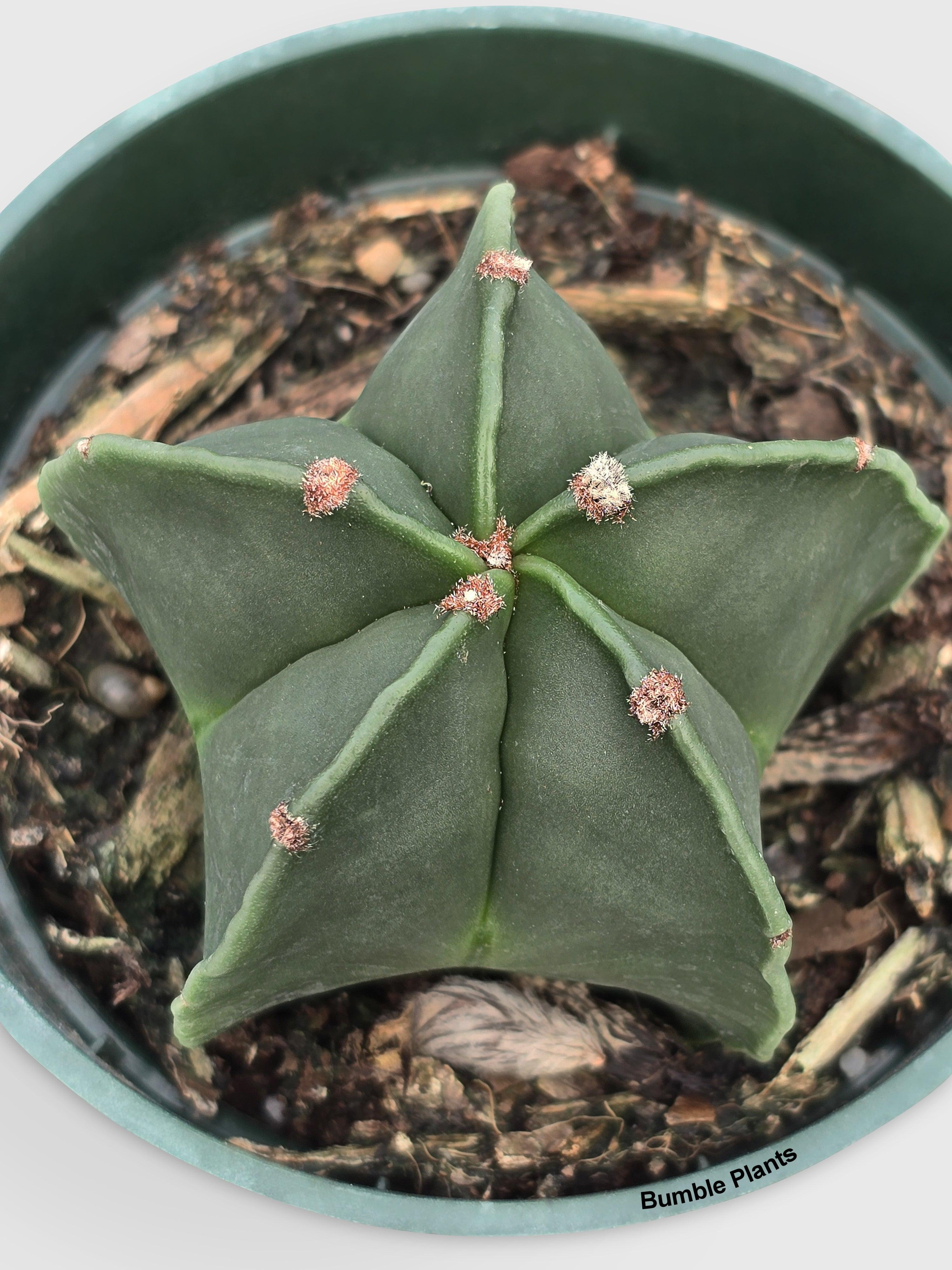 Bishop Star Cap Cactus 'Astrophytum Myriostigma' - Bumble Plants