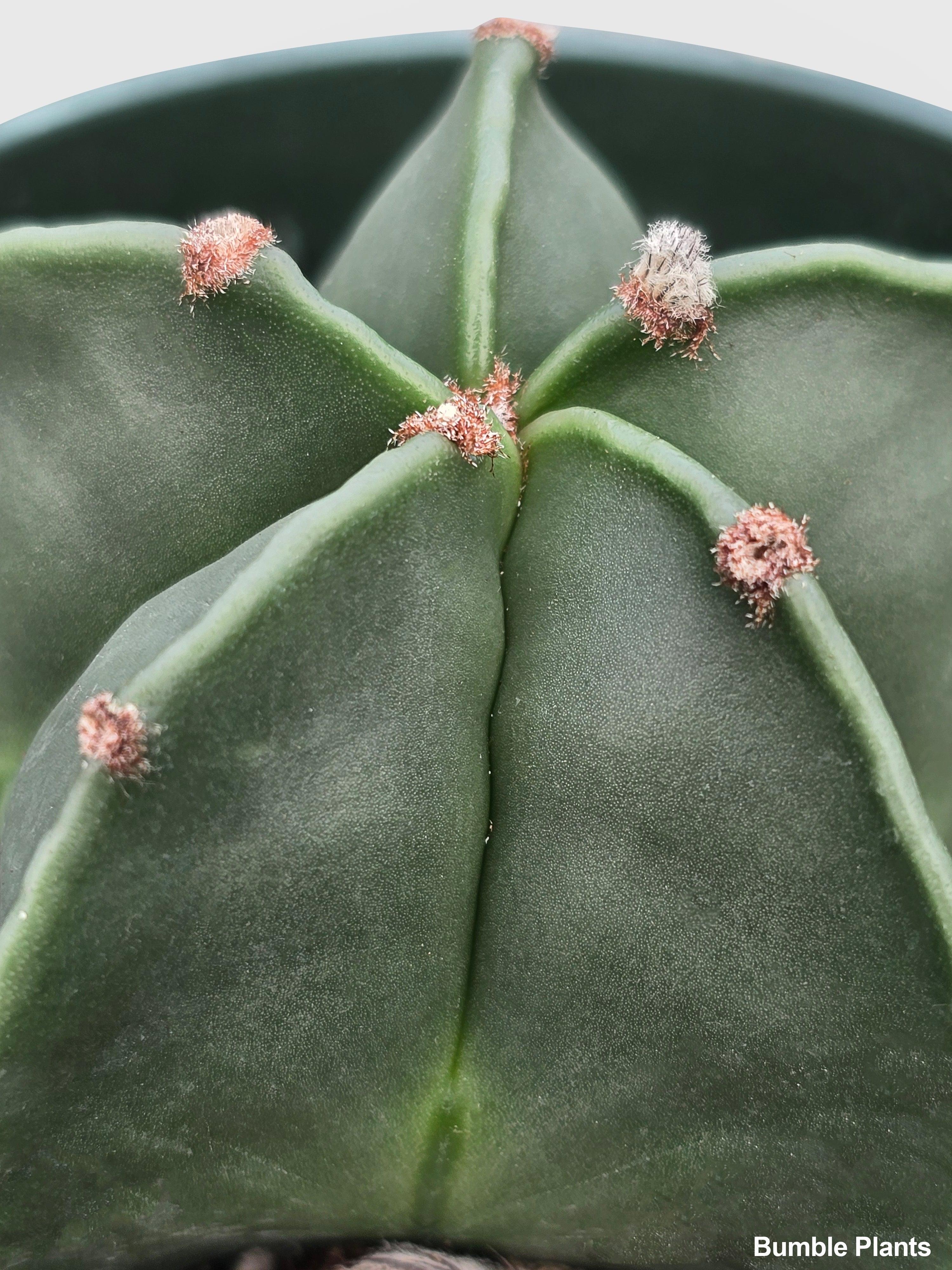 Bishop Star Cap Cactus 'Astrophytum Myriostigma' - Bumble Plants