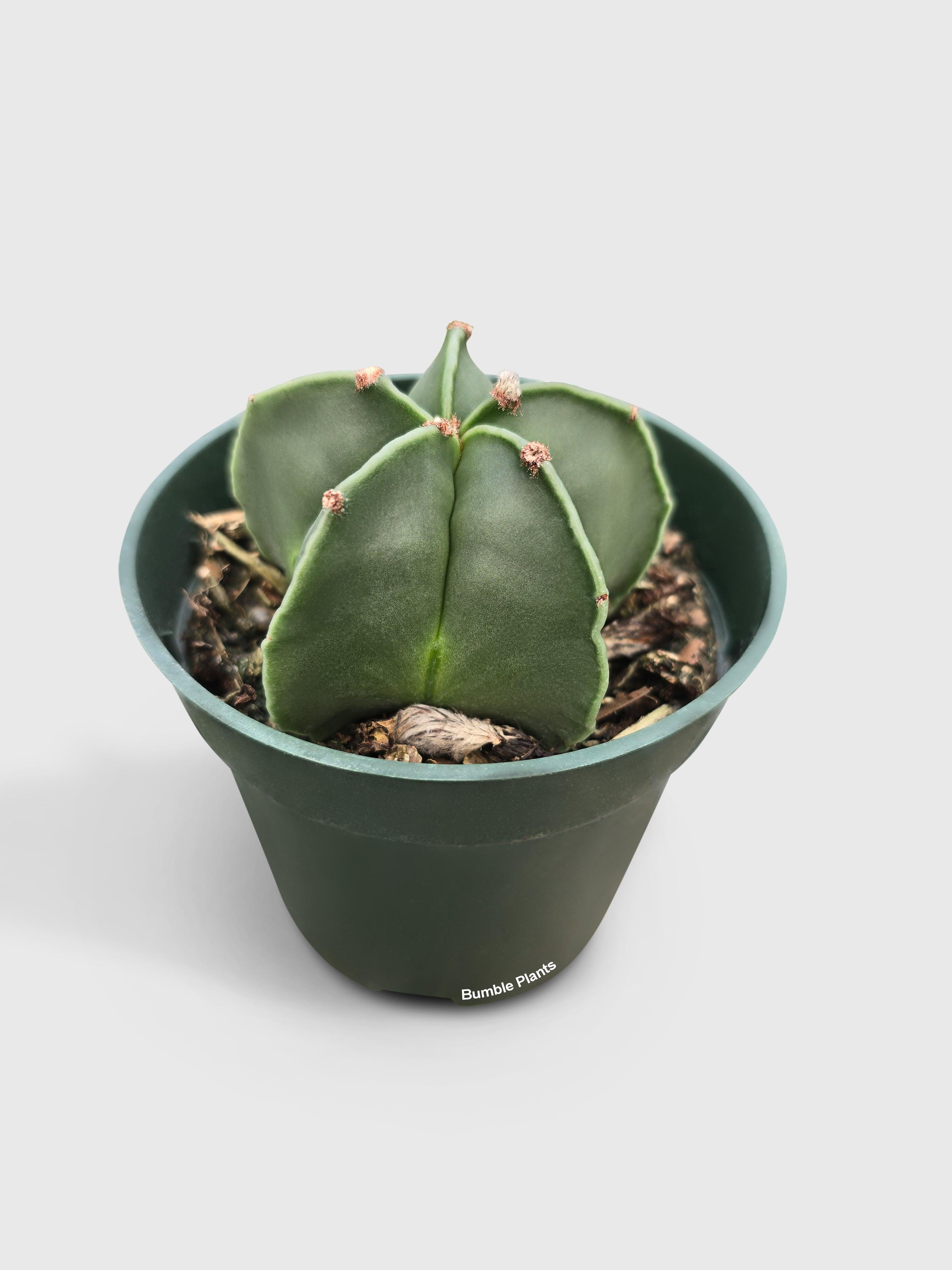 Bishop Star Cap Cactus 'Astrophytum Myriostigma' - Bumble Plants