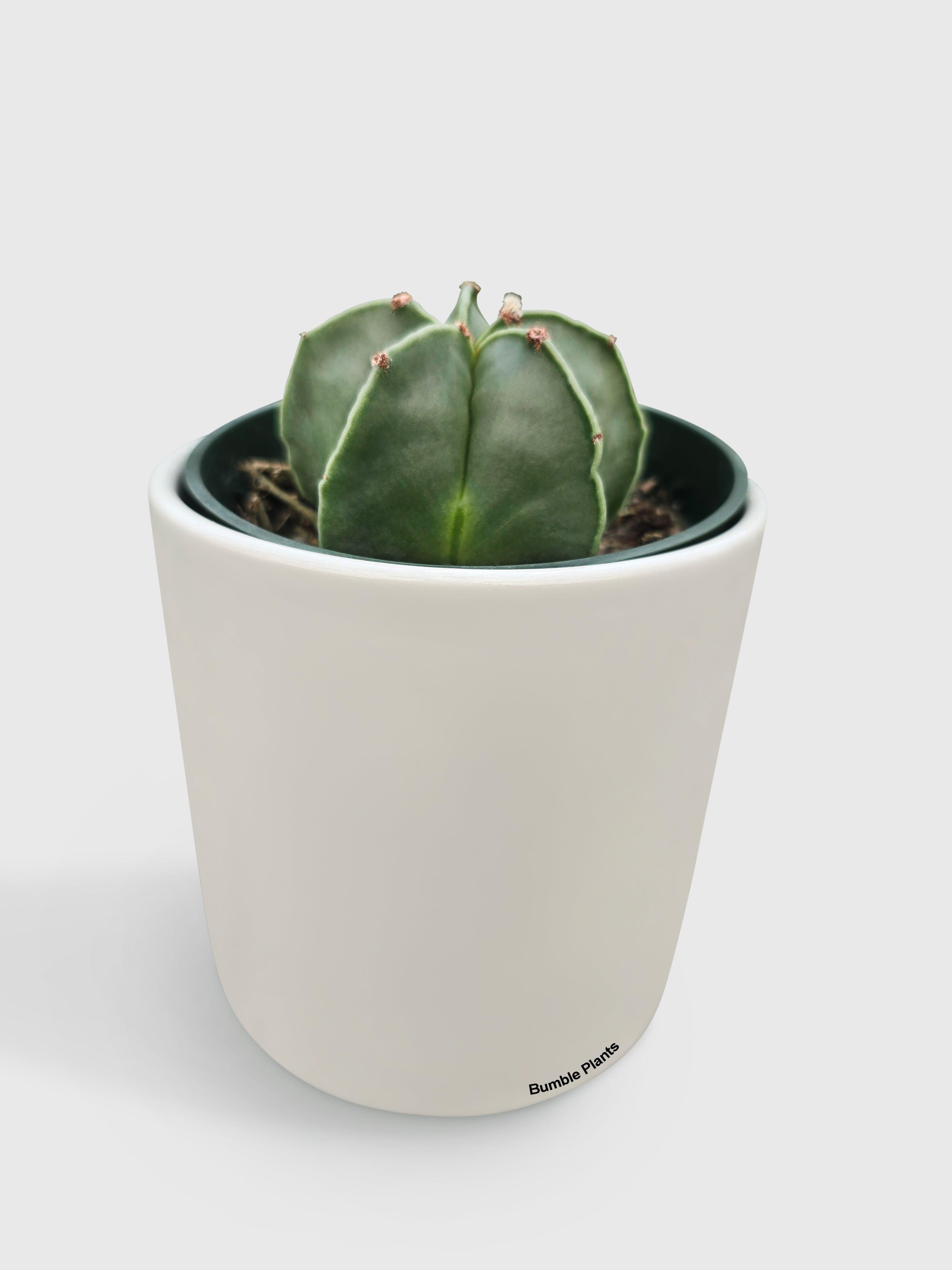 Bishop Star Cap Cactus 'Astrophytum Myriostigma' - Bumble Plants