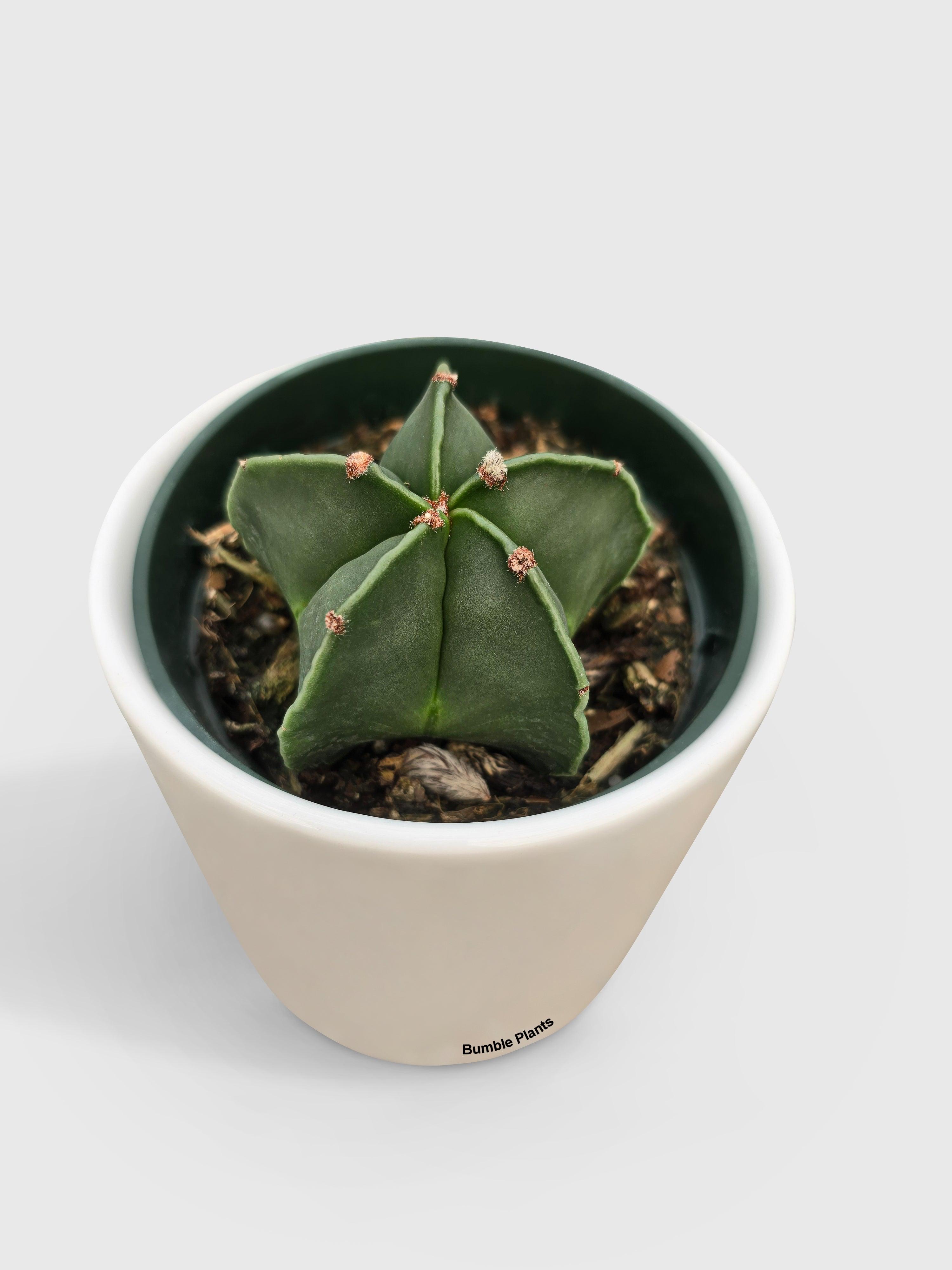 Bishop Star Cap Cactus 'Astrophytum Myriostigma' - Bumble Plants