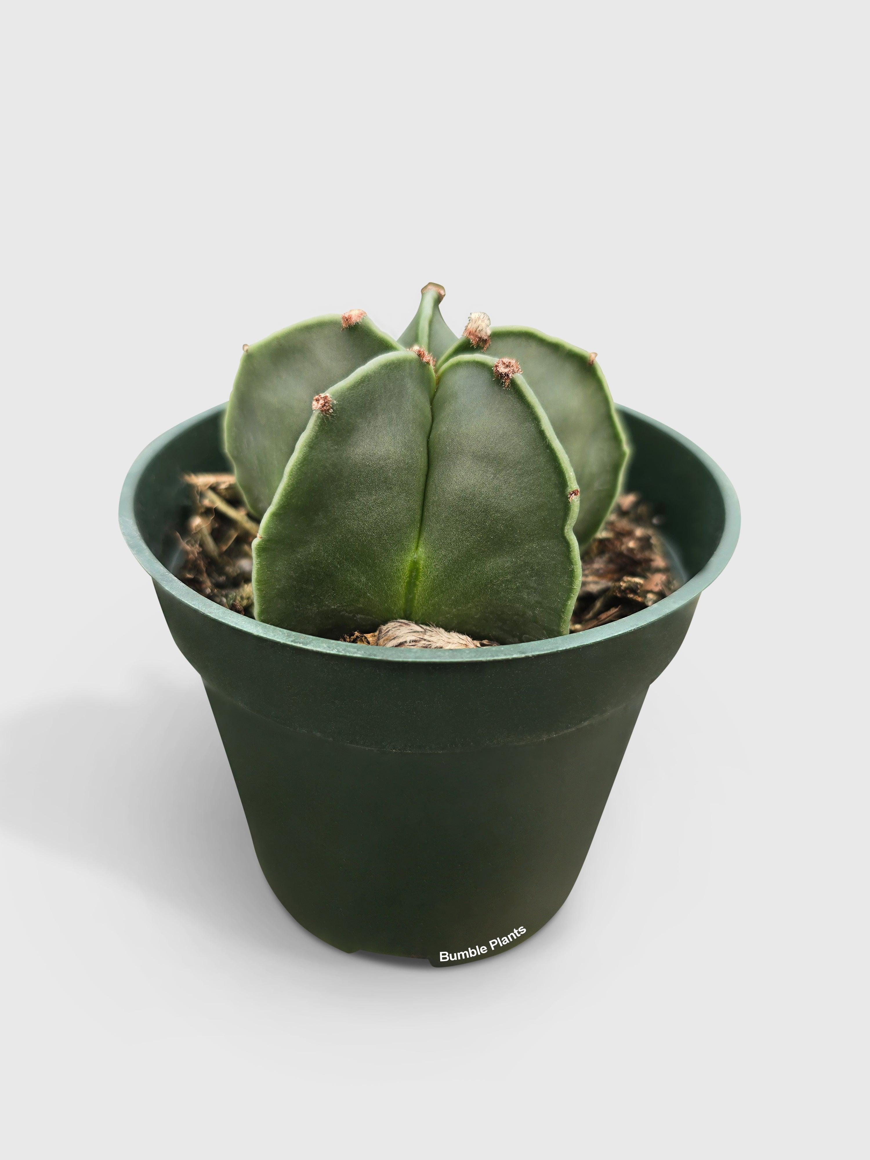 Bishop Star Cap Cactus 'Astrophytum Myriostigma' - Bumble Plants