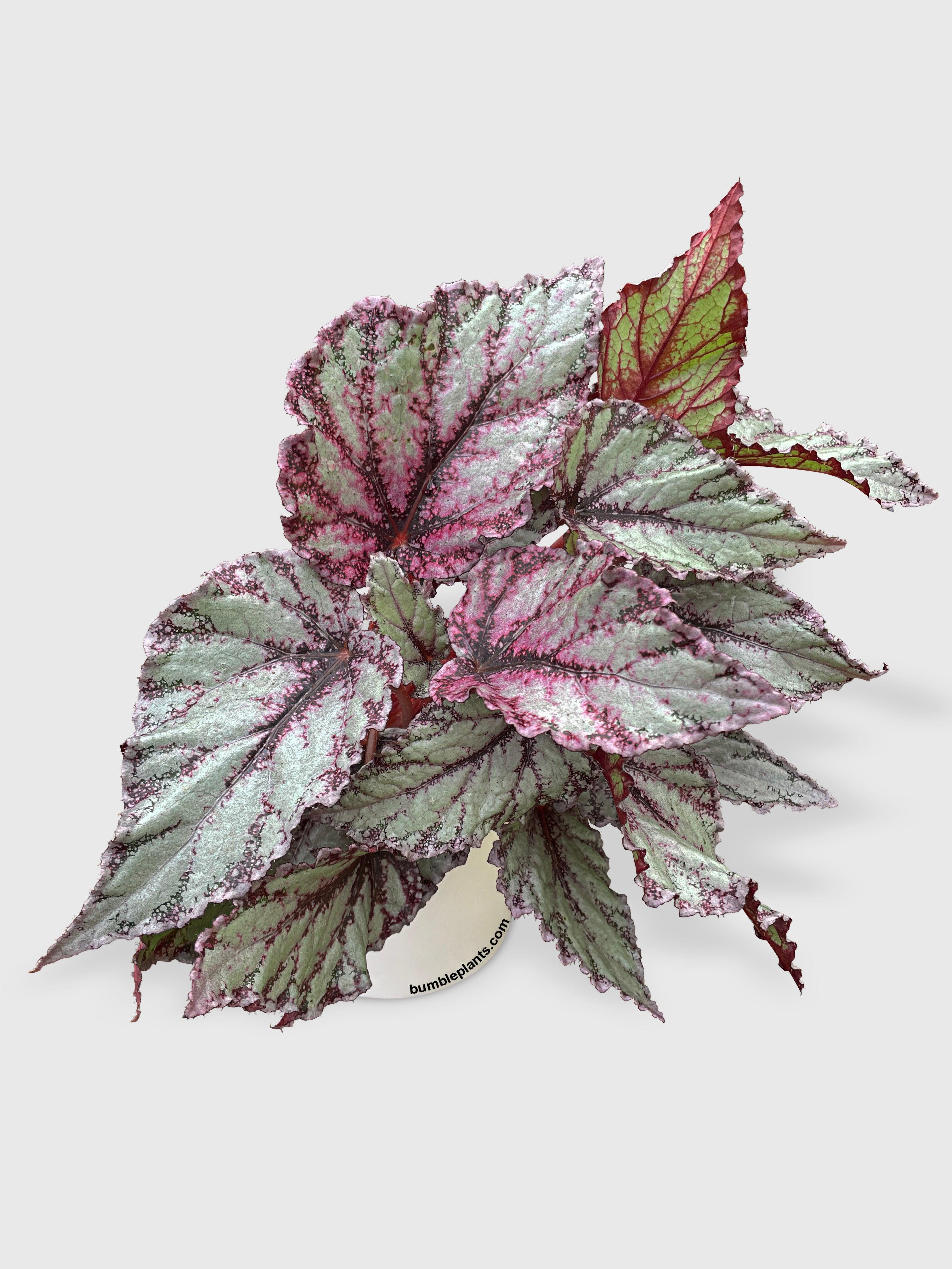 Begonia Flamenco - Bumble Plants
