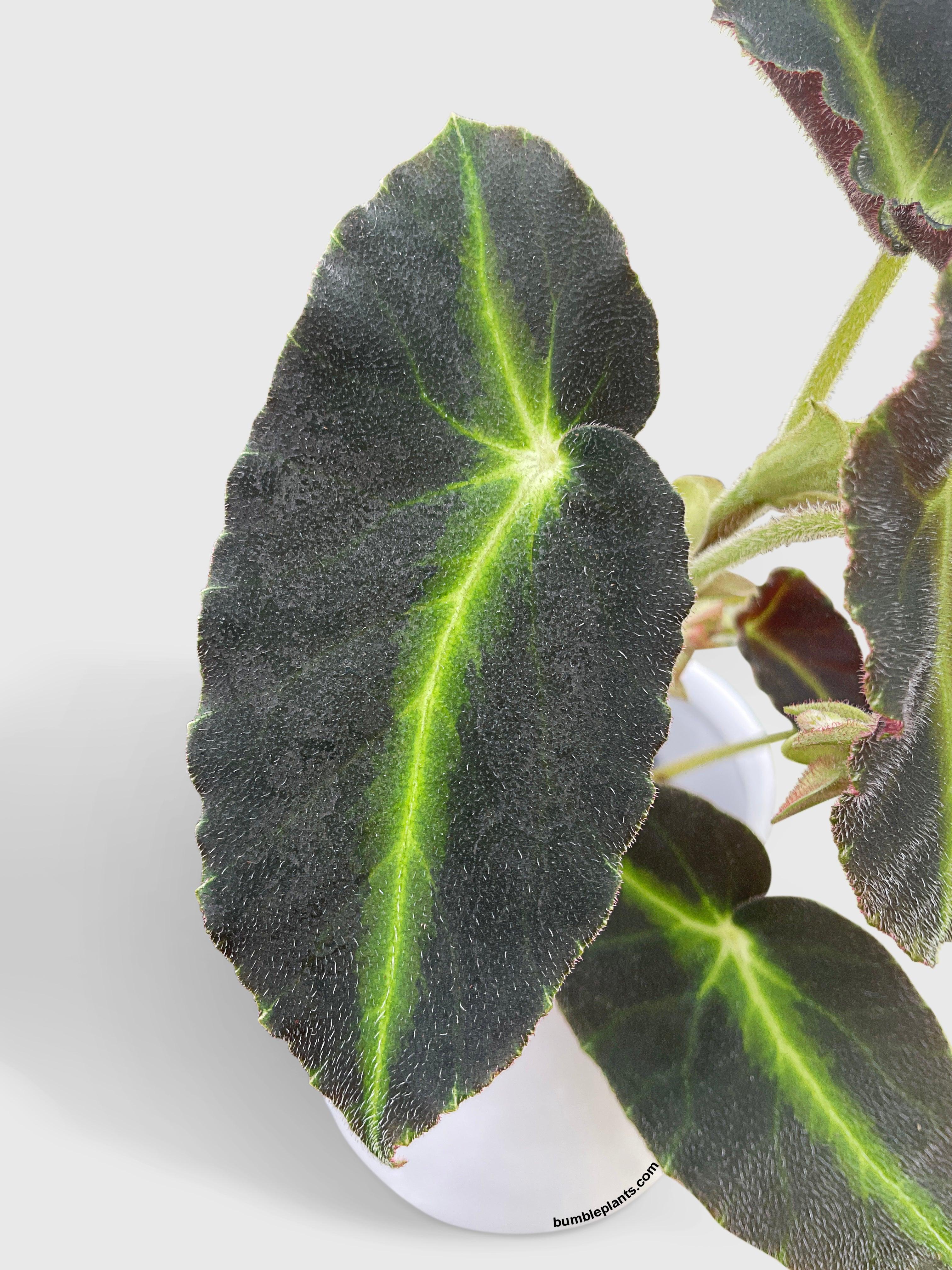 Begonia Listada - Bumble Plants