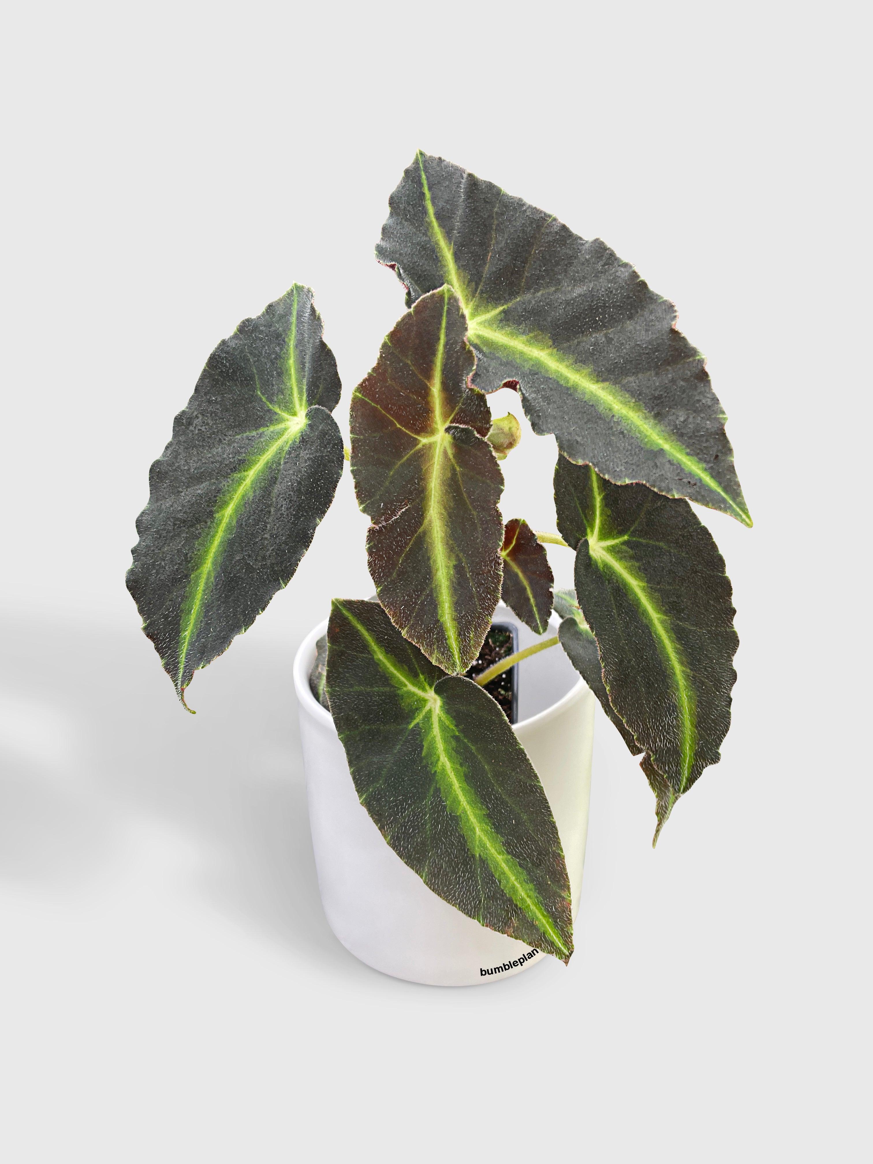 Begonia Listada - Bumble Plants