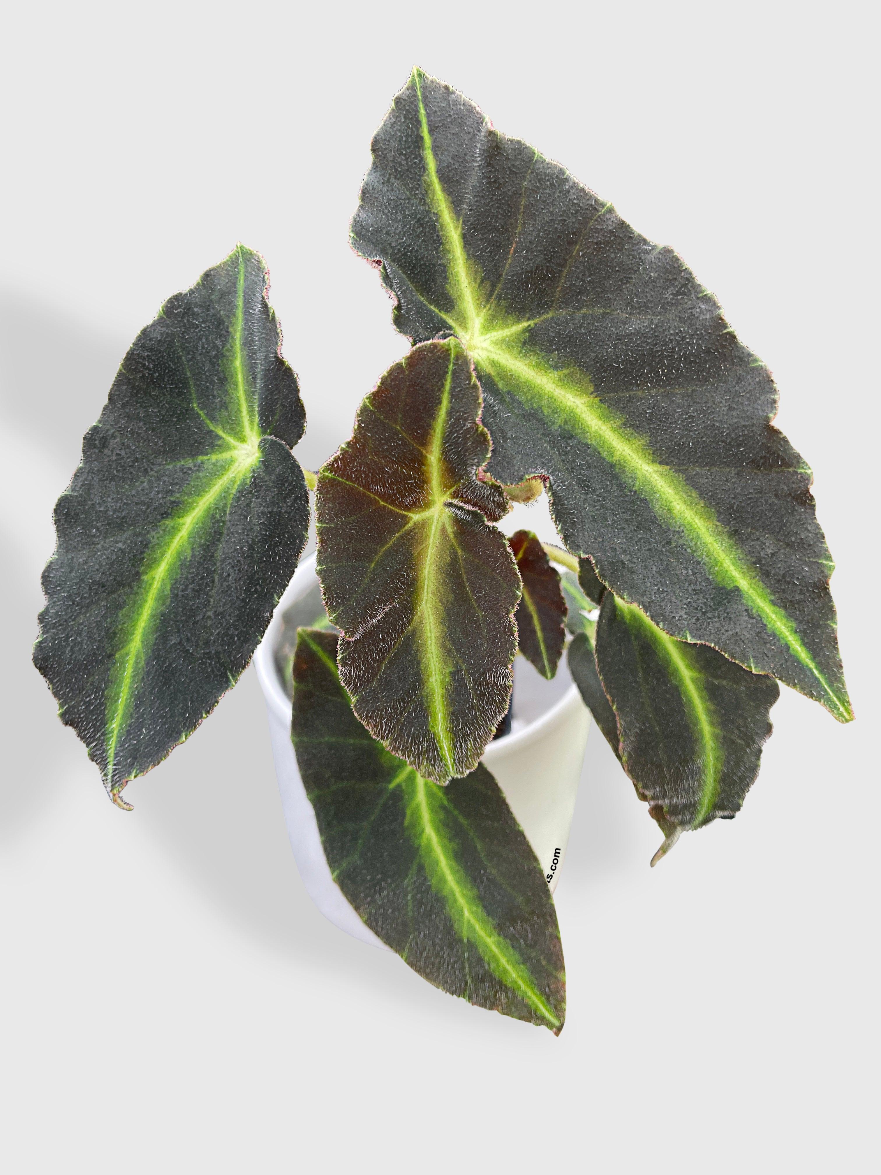 Begonia Listada - Bumble Plants