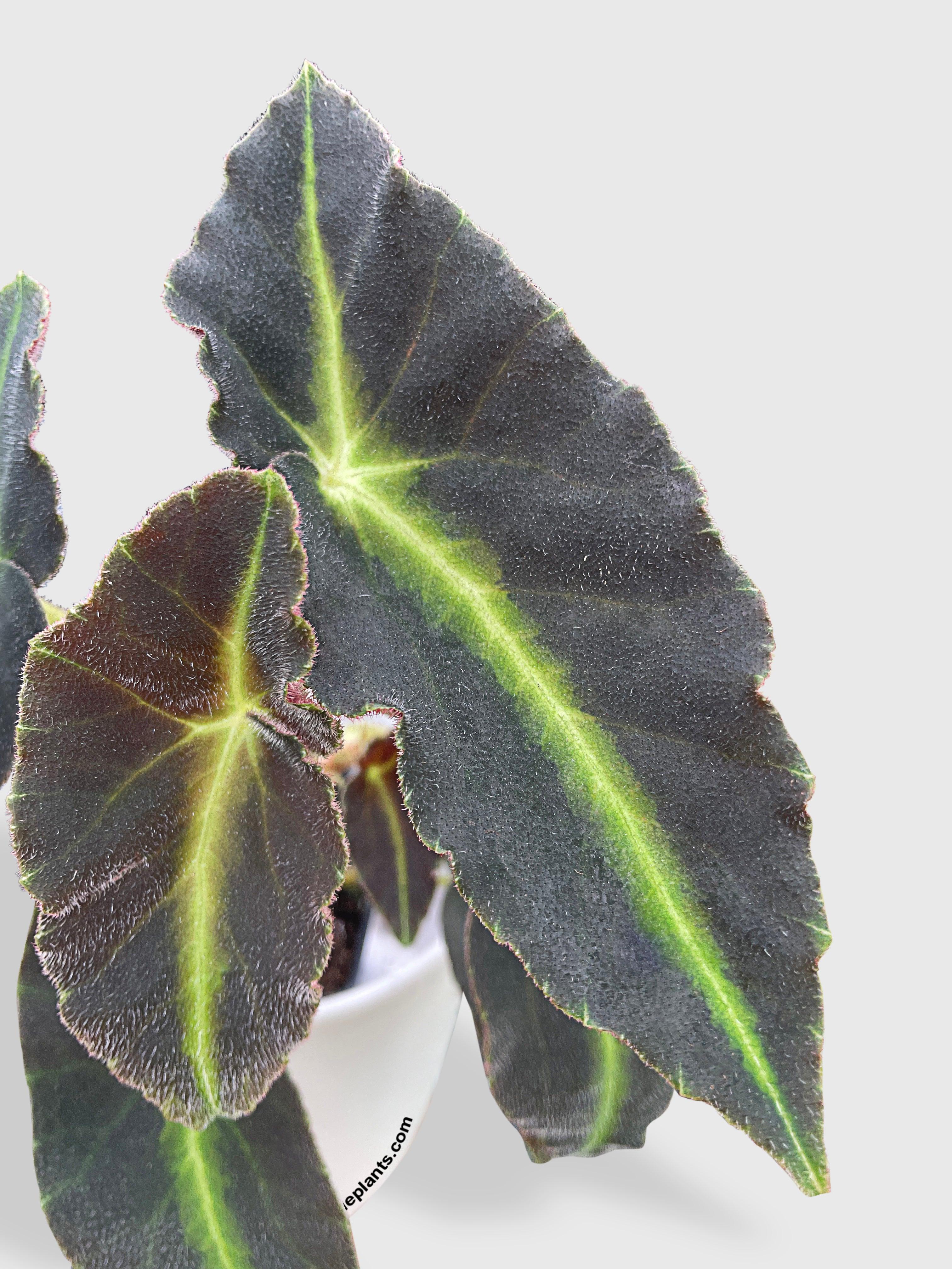 Begonia Listada - Bumble Plants