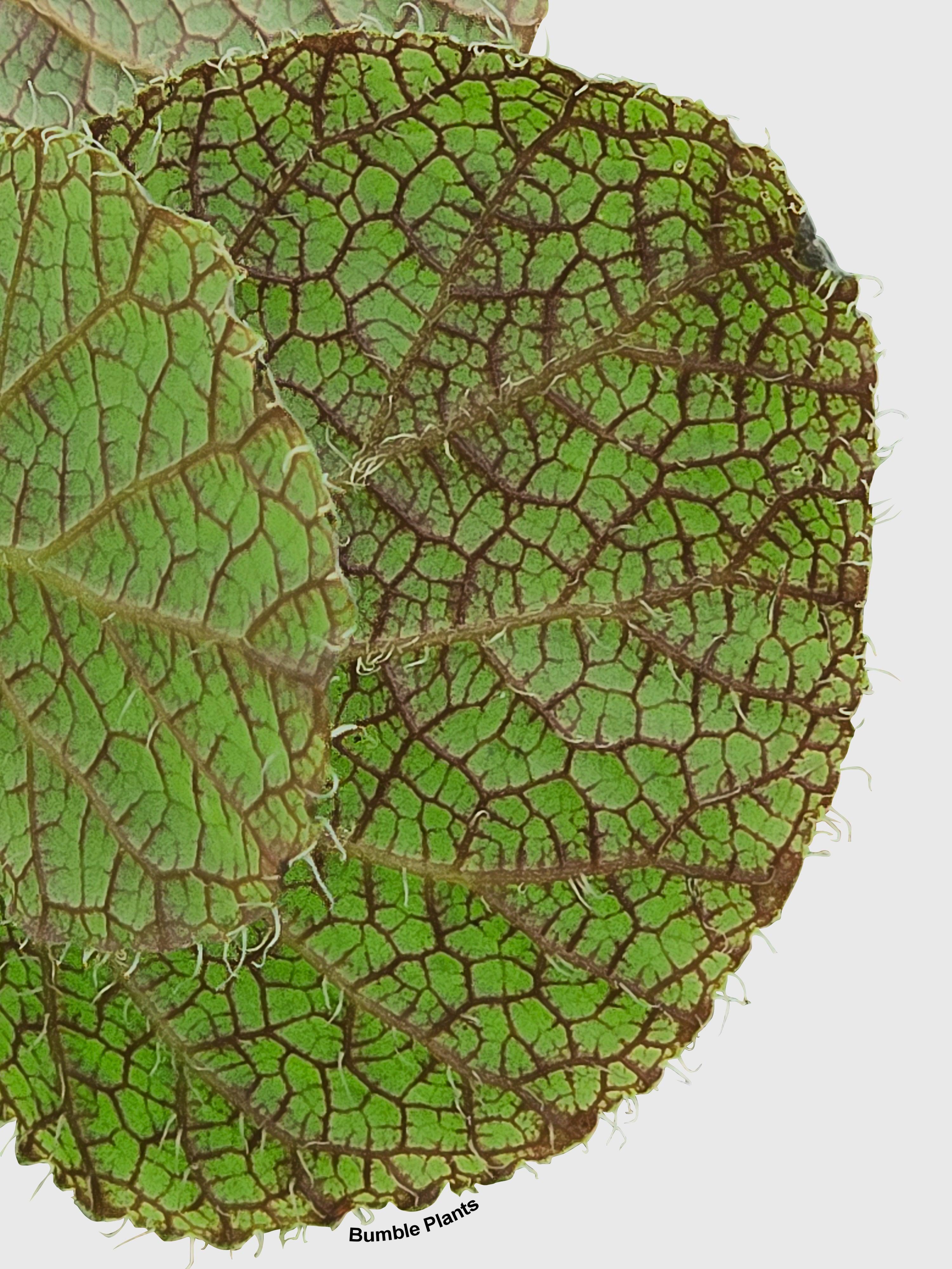 Begonia Longiciliata 'Sizemoreae U388' - Bumble Plants