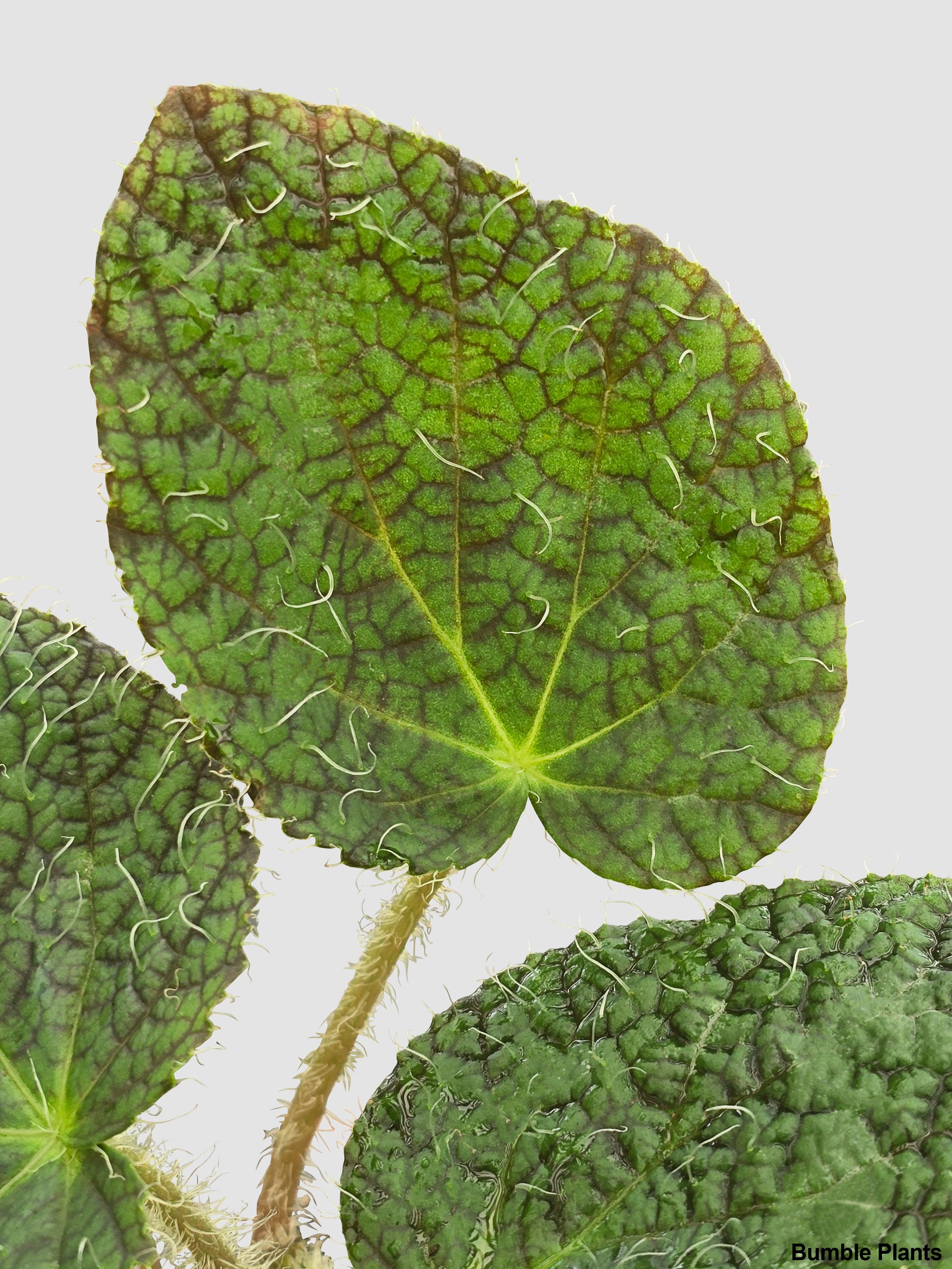 Begonia Longiciliata 'Sizemoreae U388' - Bumble Plants