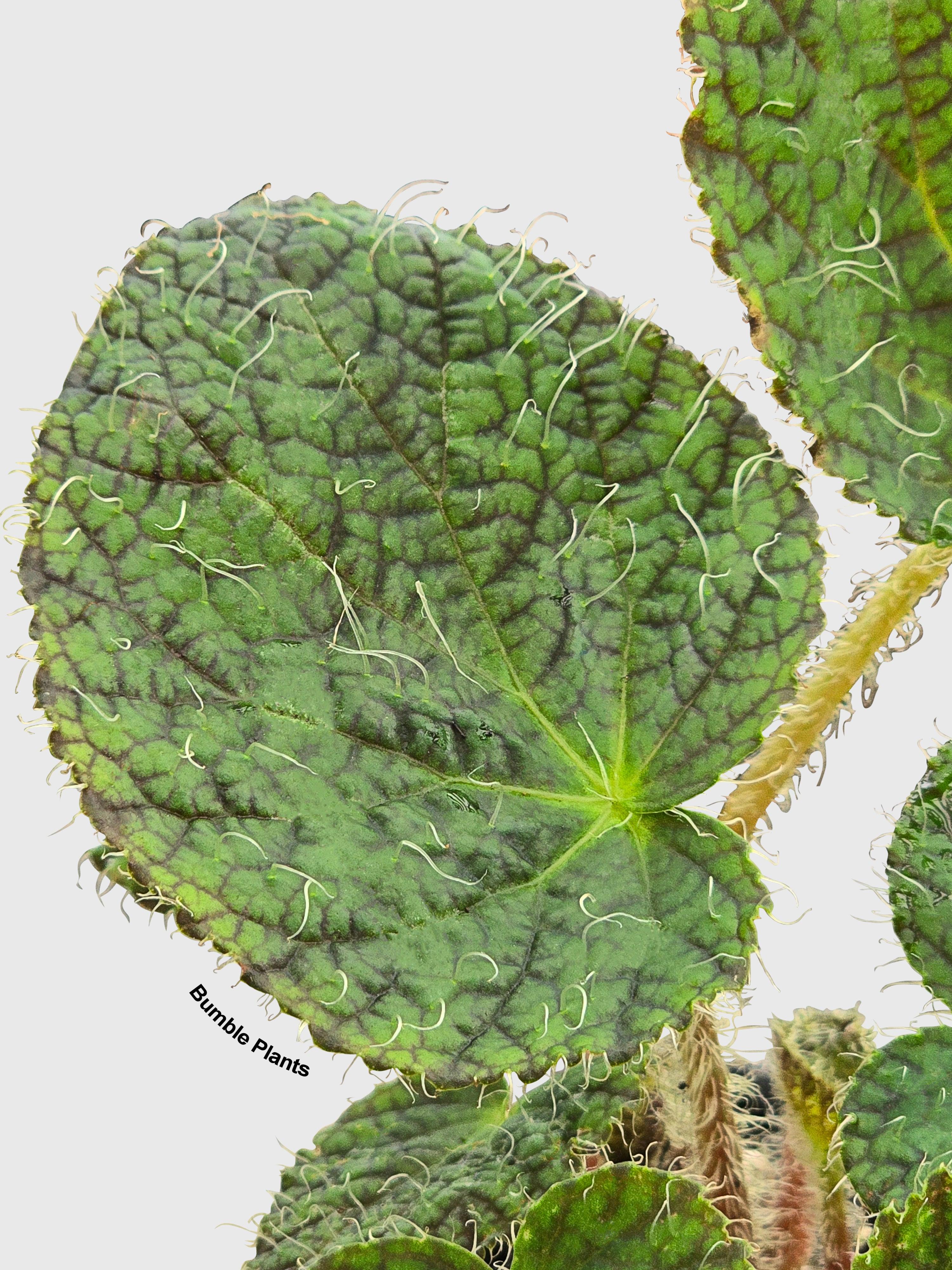 Begonia Longiciliata 'Sizemoreae U388' - Bumble Plants