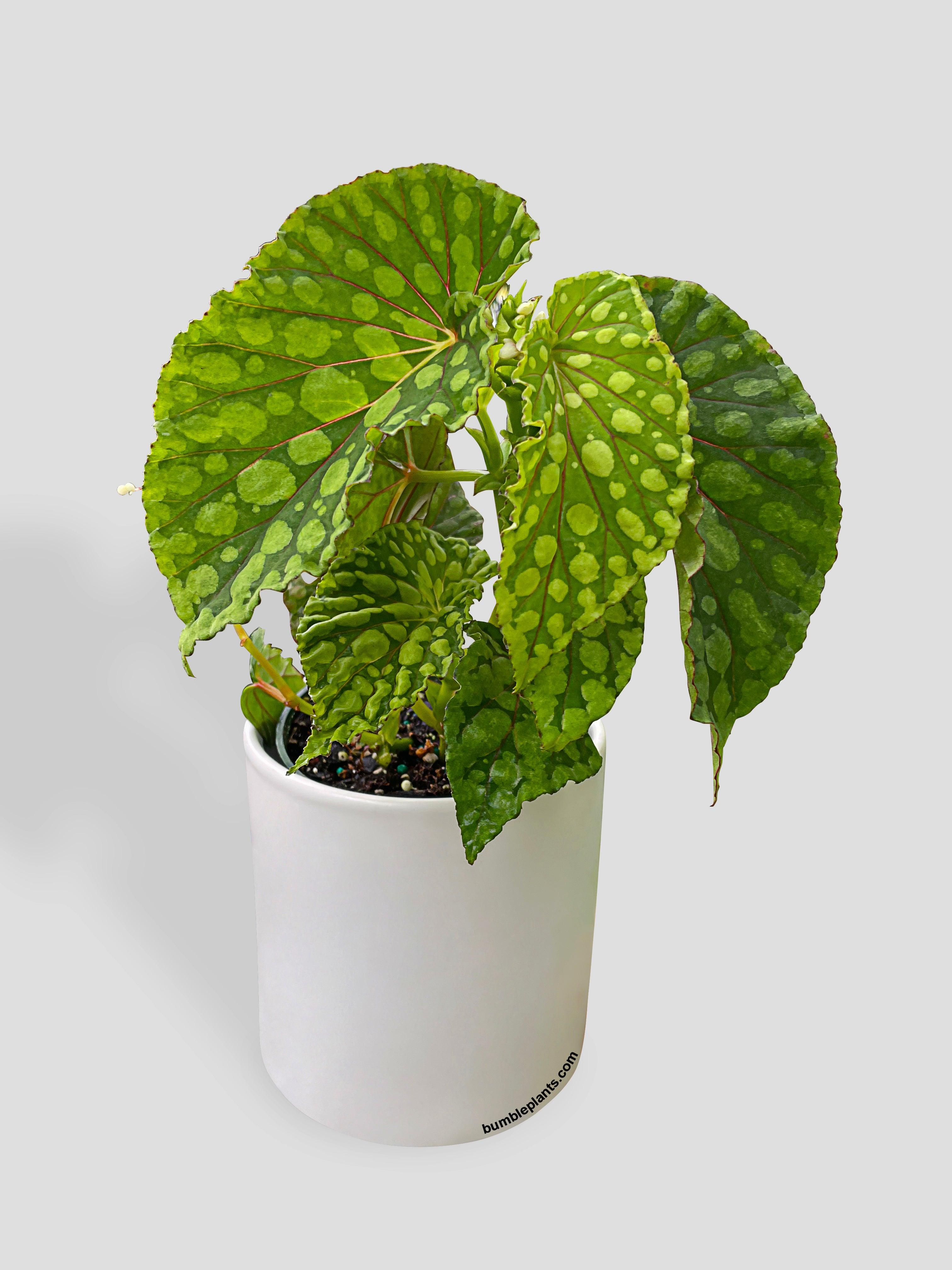 Begonia U038 Chlorosticta - Bumble Plants