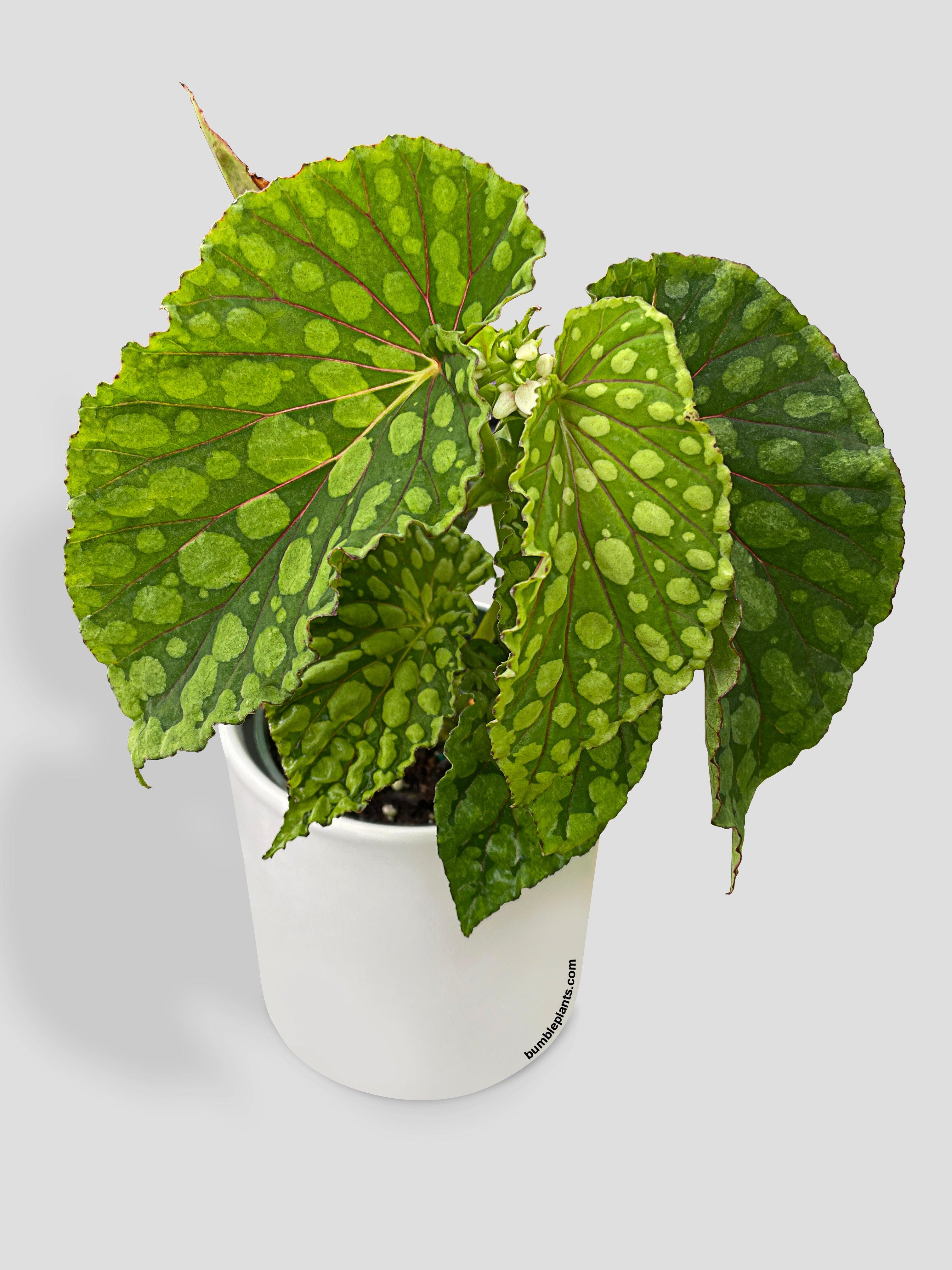 Begonia U038 Chlorosticta - Bumble Plants