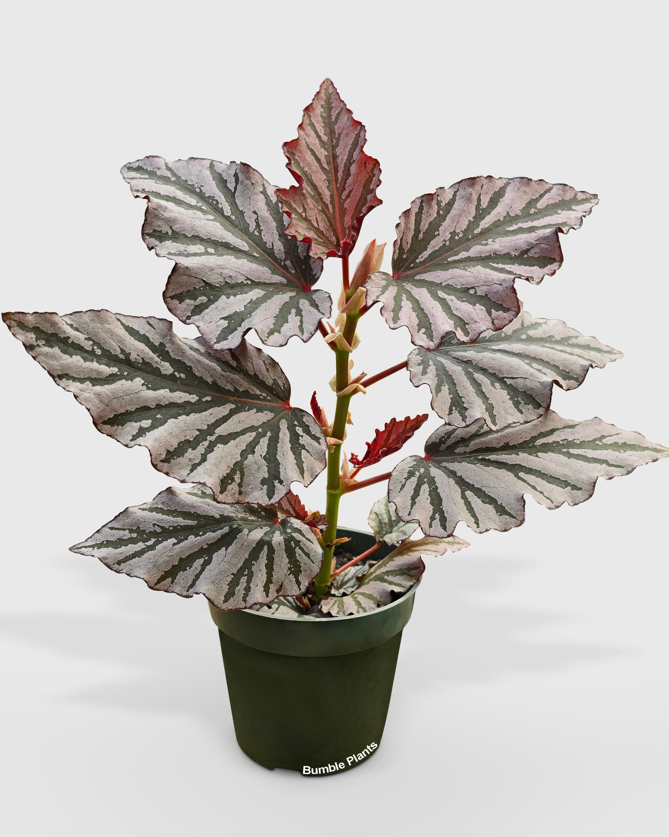 Begonia Kismet Hybrid